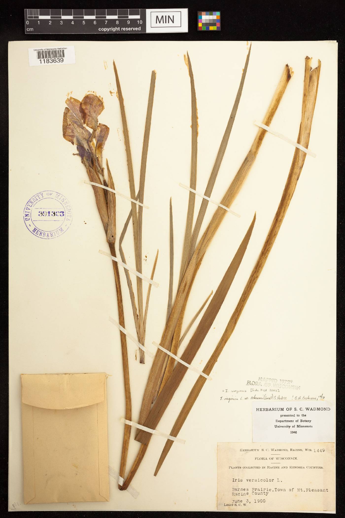 Iris virginica image