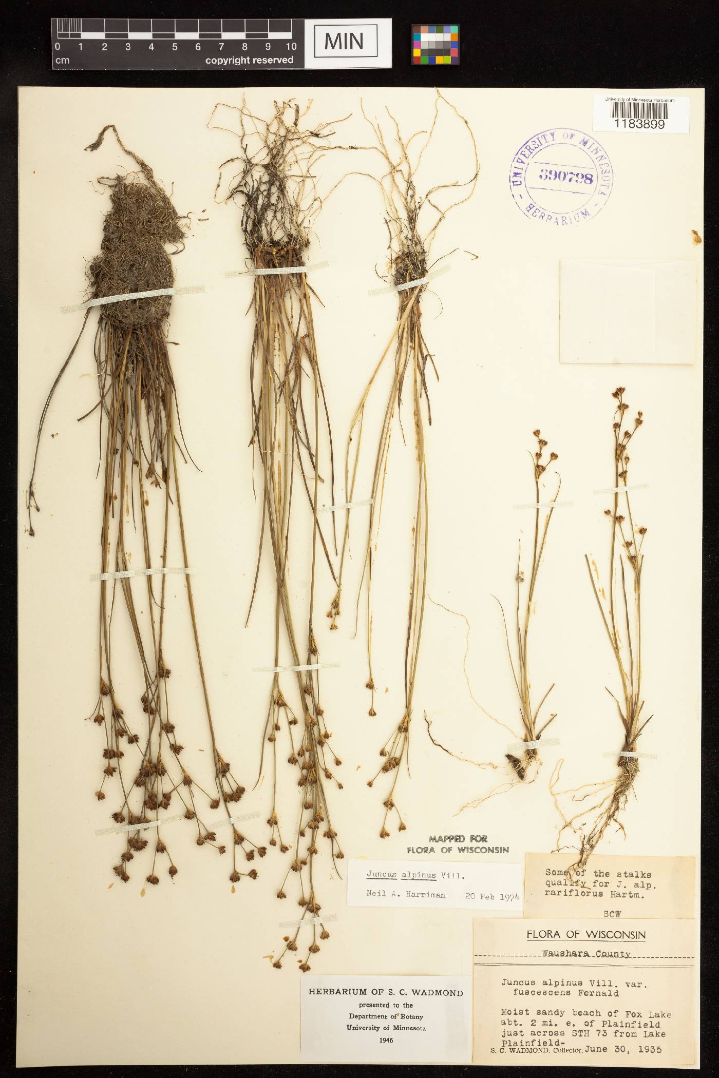 Juncus alpinoarticulatus image