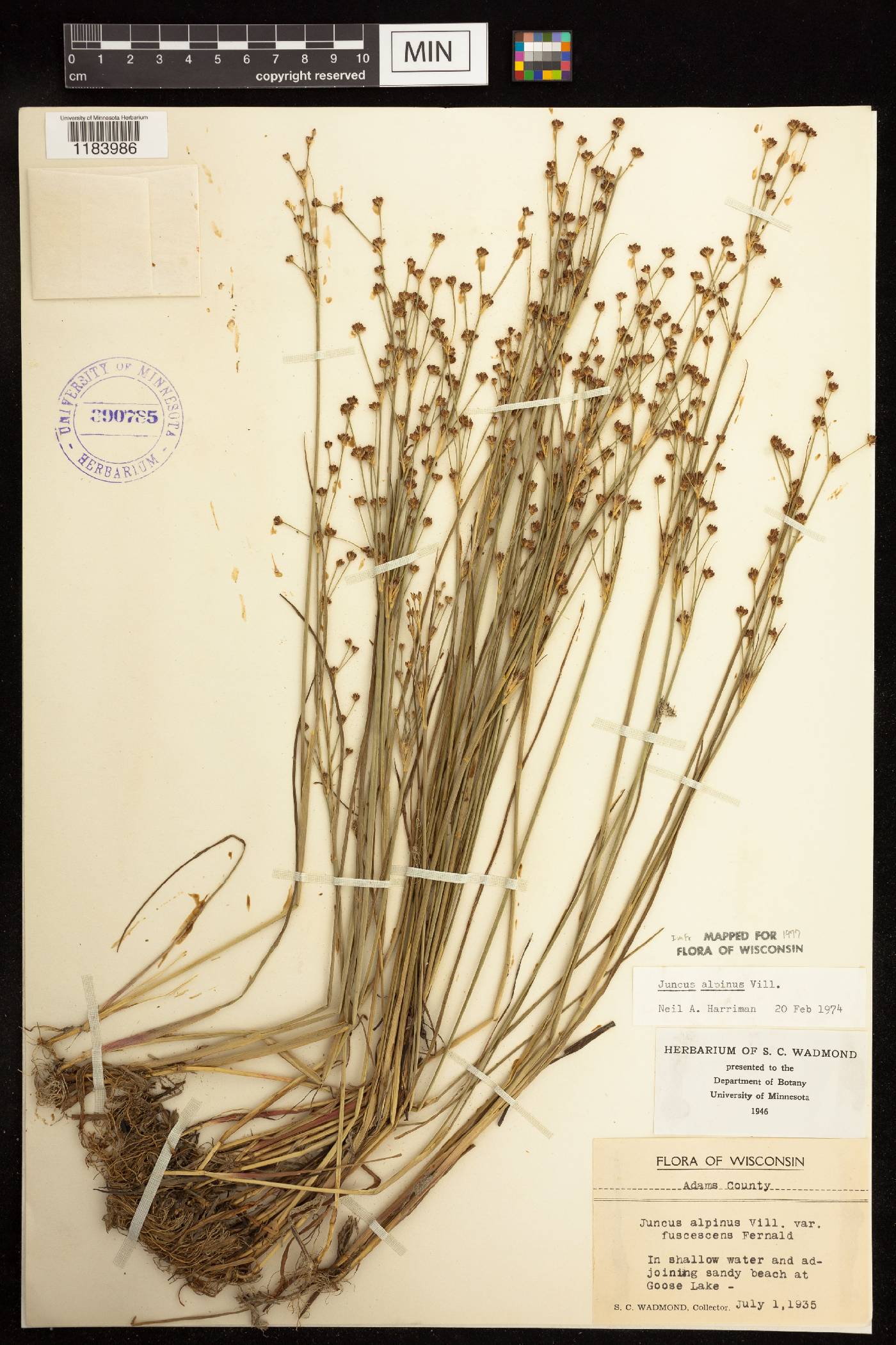 Juncus alpinoarticulatus image