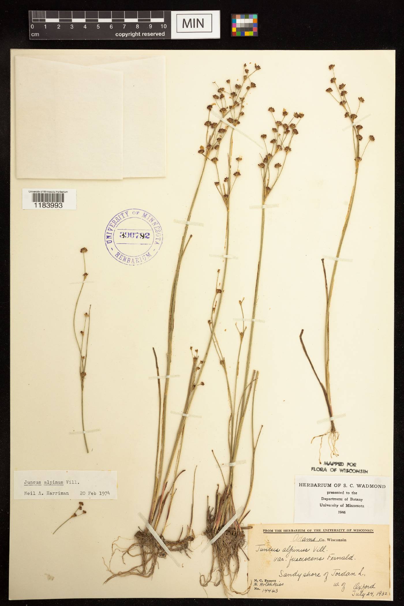Juncus alpinoarticulatus image