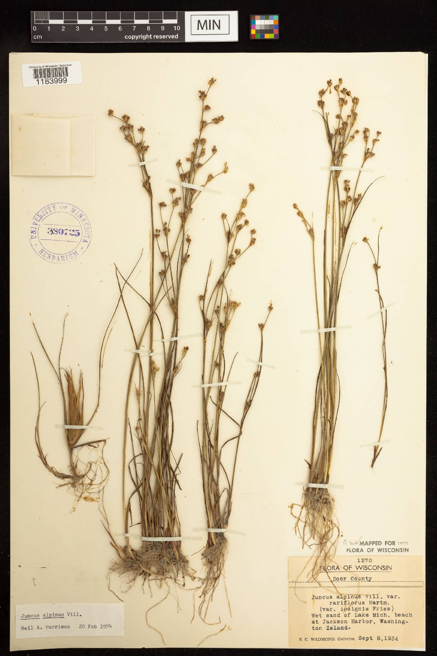 Juncus alpinoarticulatus image
