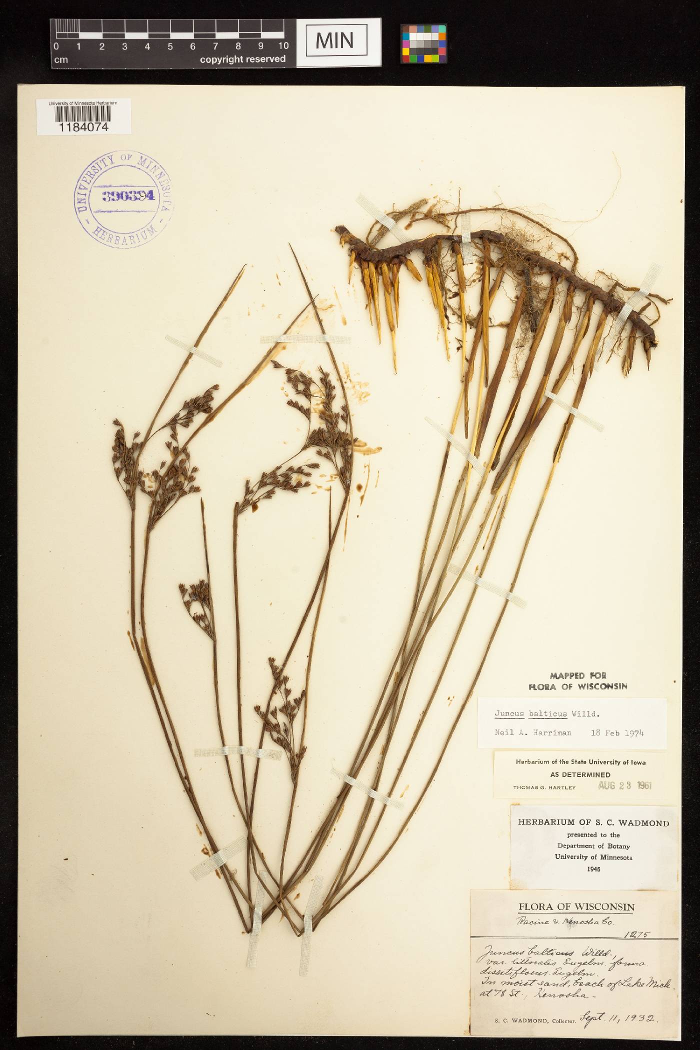 Juncus balticus subsp. littoralis image