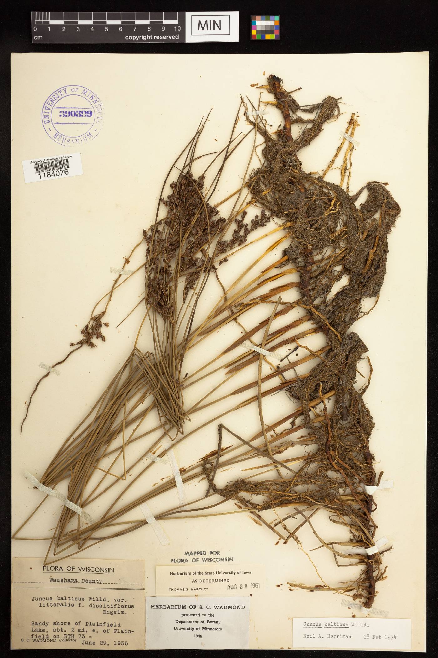 Juncus balticus subsp. littoralis image