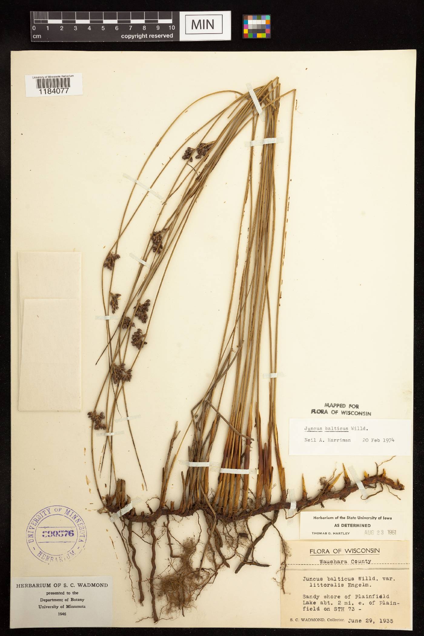 Juncus balticus image