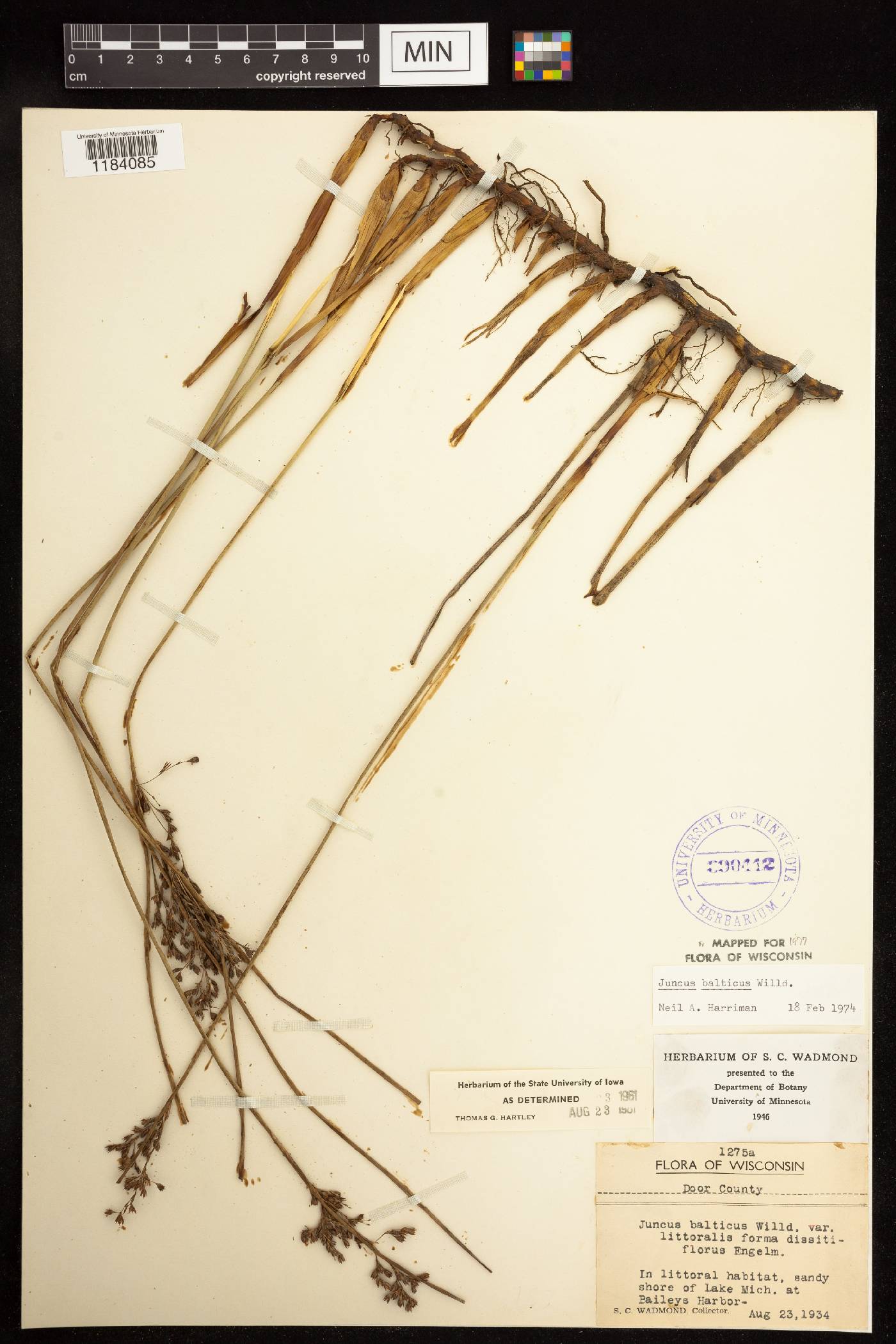 Juncus balticus image