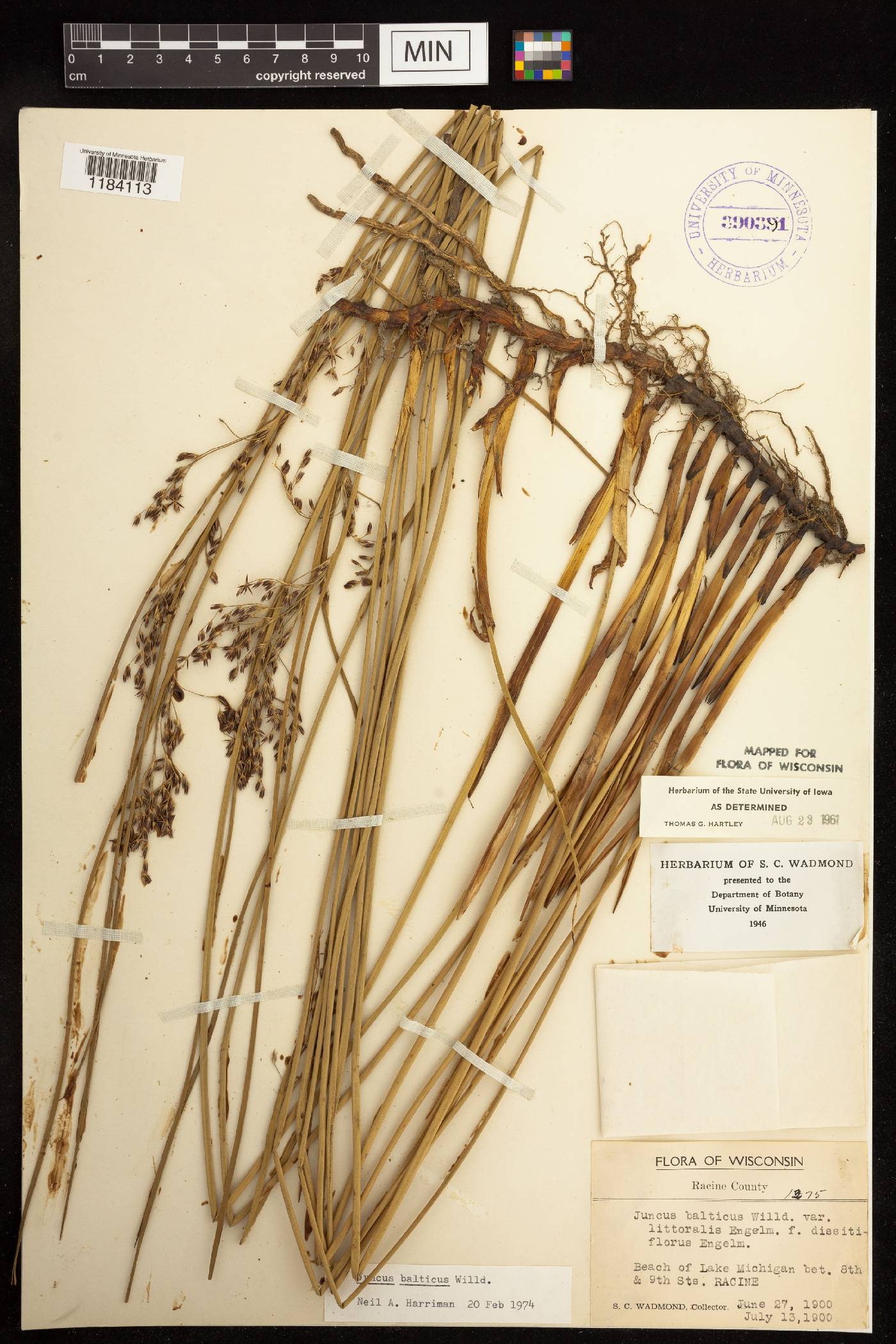 Juncus balticus image