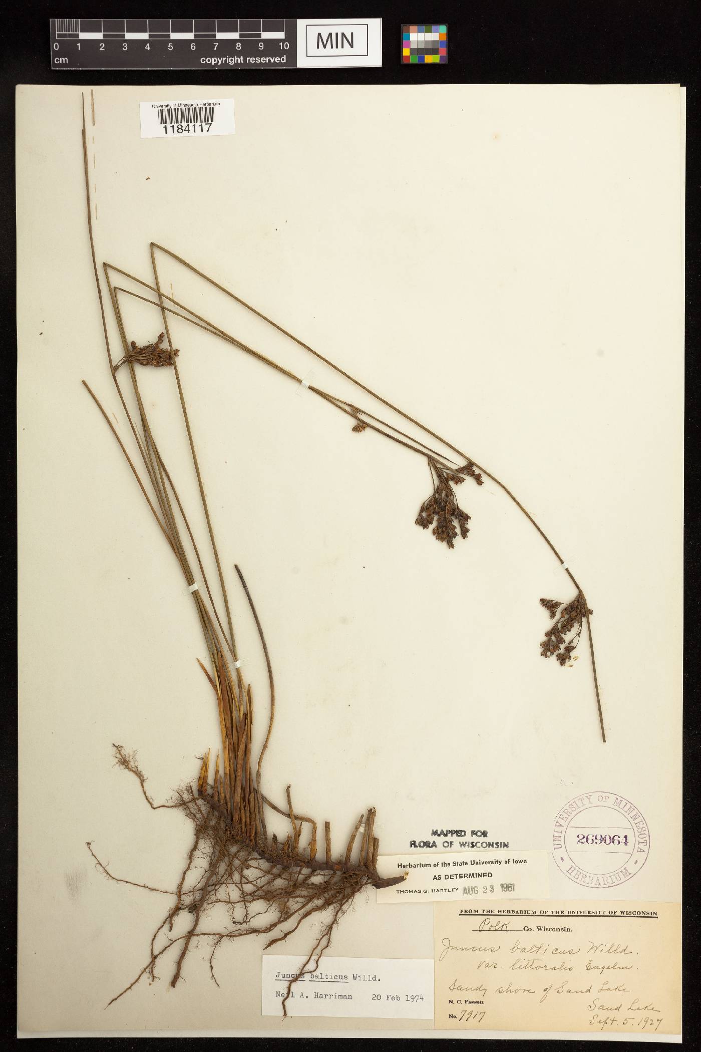 Juncus balticus subsp. littoralis image