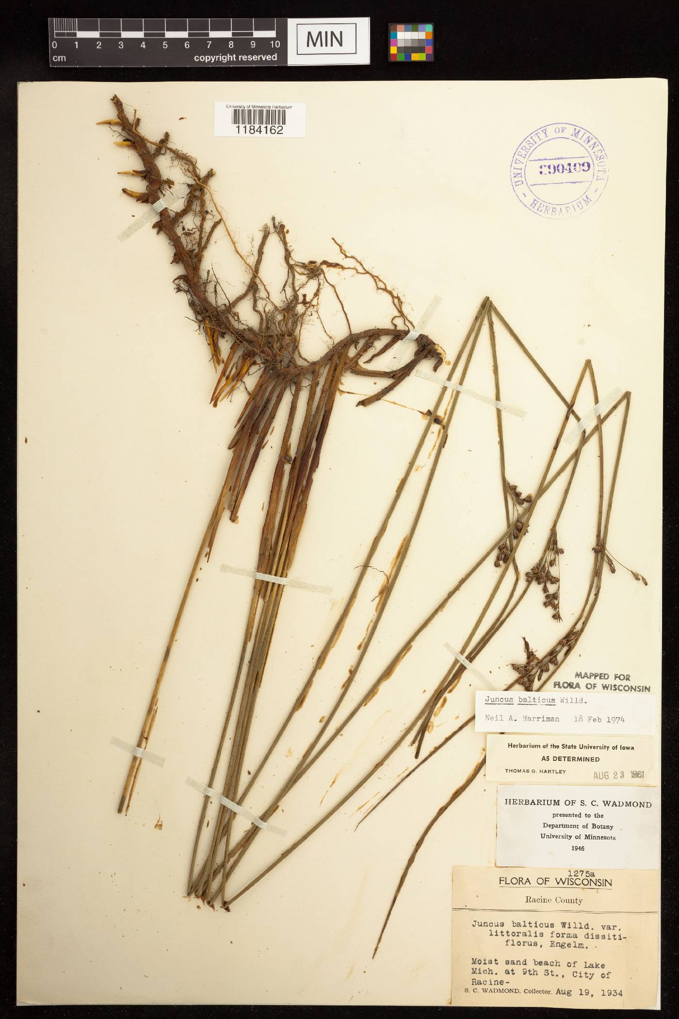 Juncus balticus subsp. littoralis image