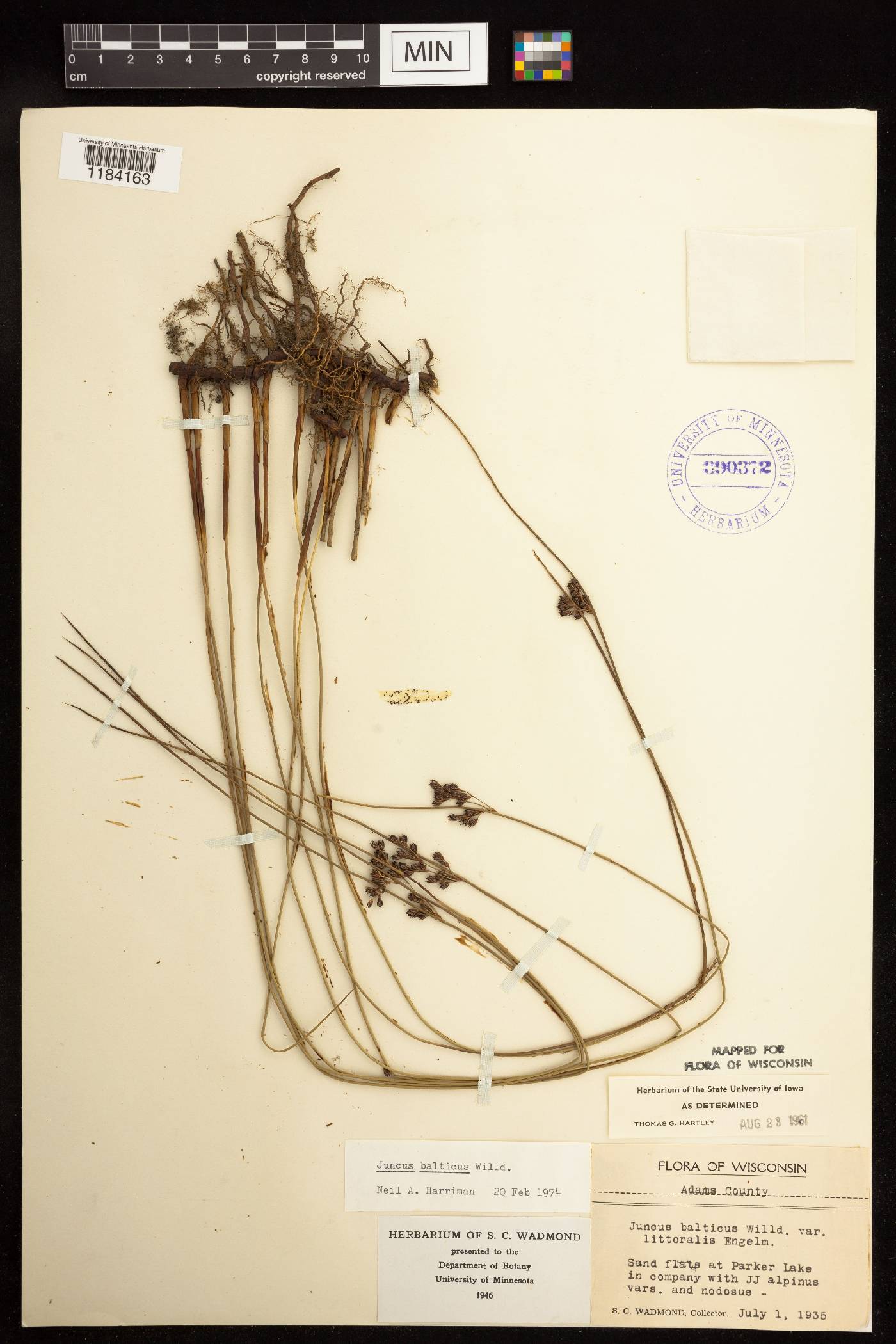 Juncus balticus subsp. littoralis image