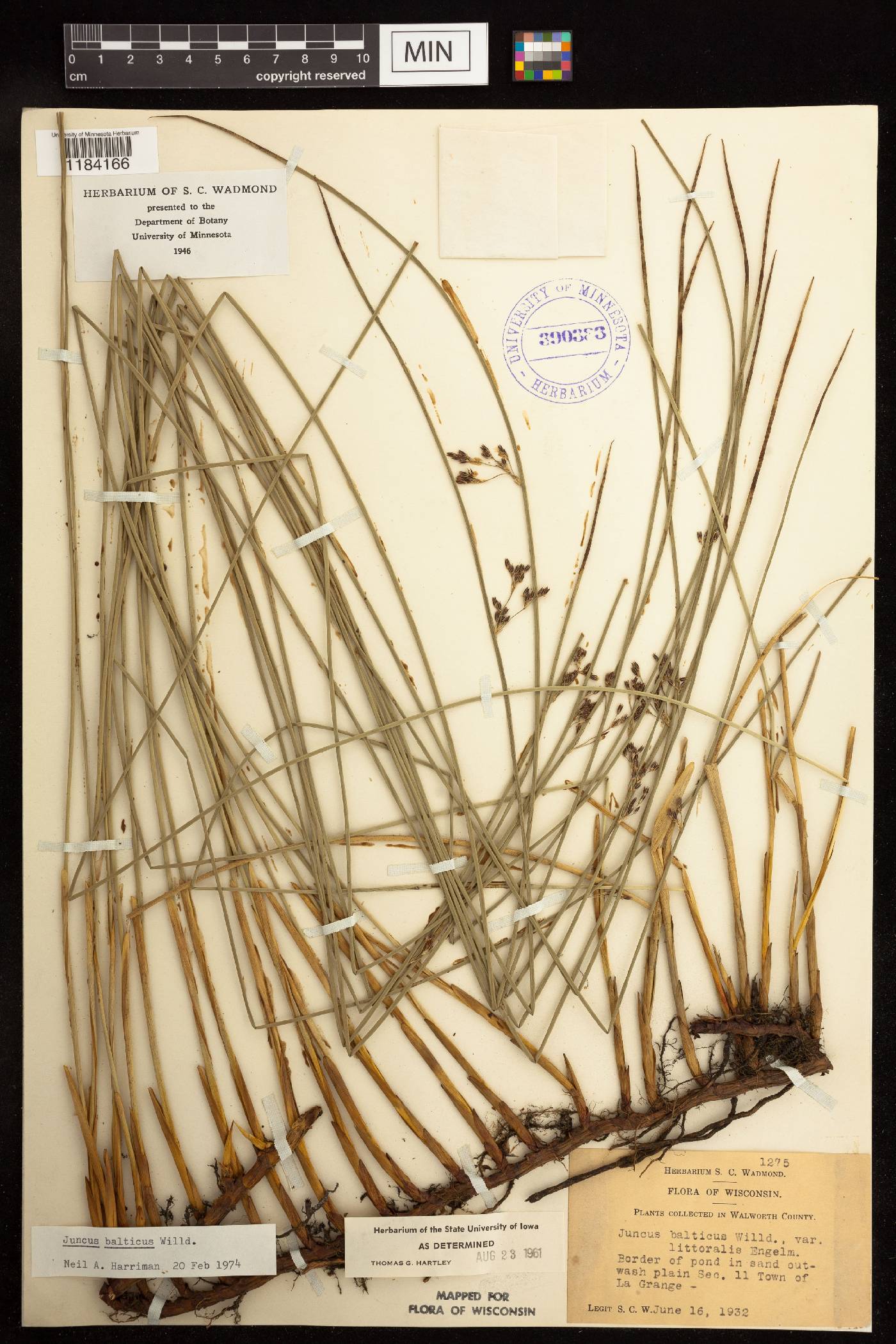 Juncus balticus image