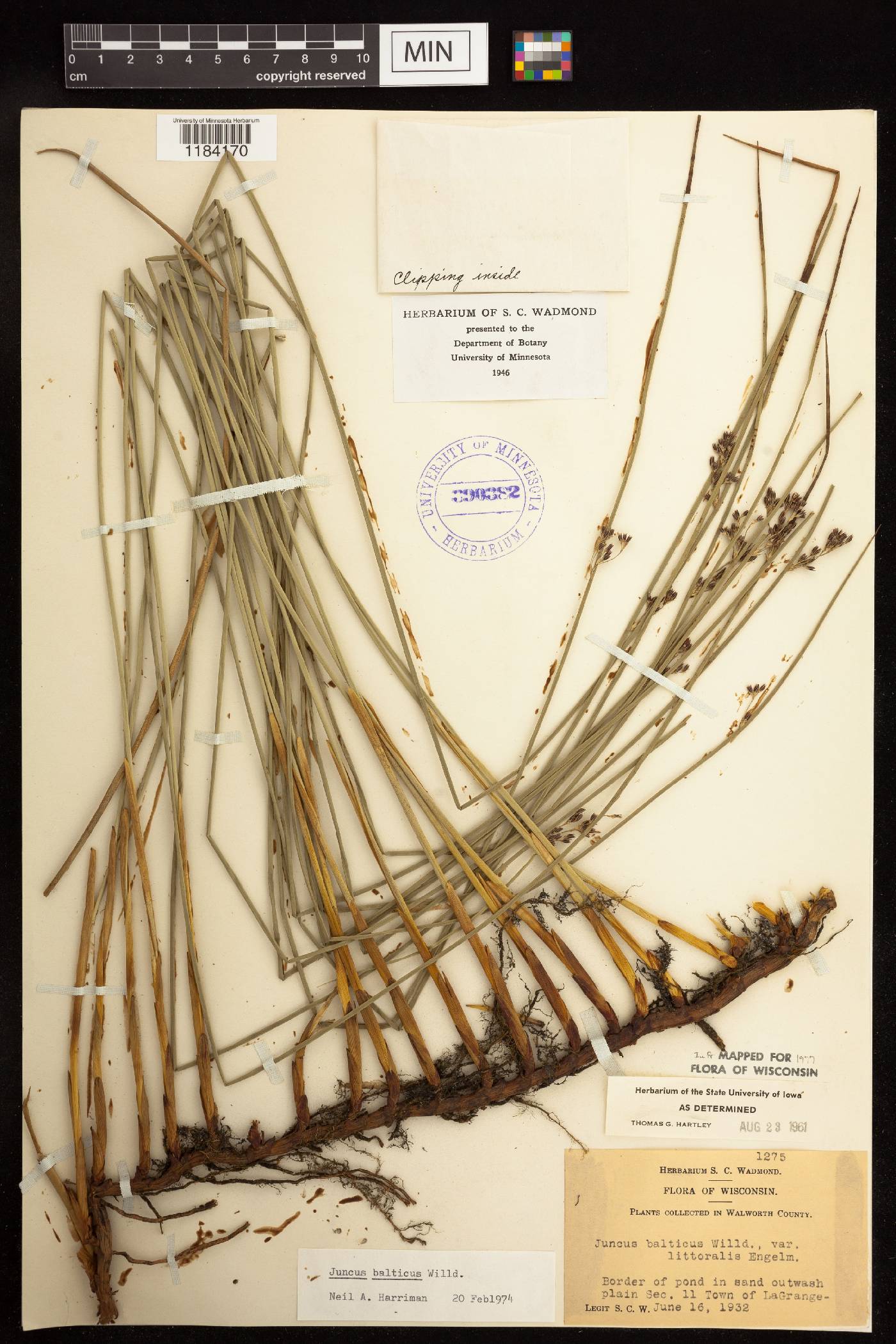 Juncus balticus subsp. littoralis image