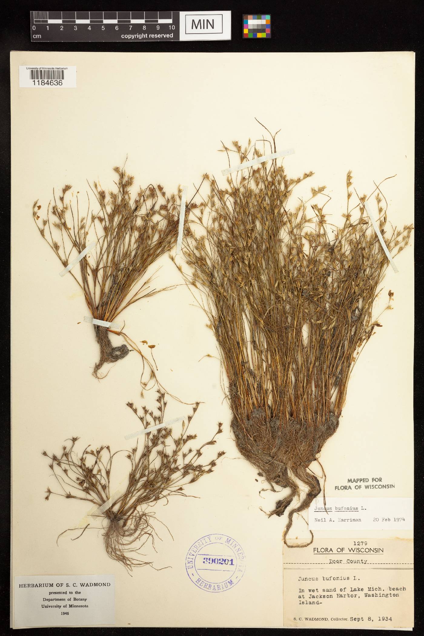 Juncus bufonius image