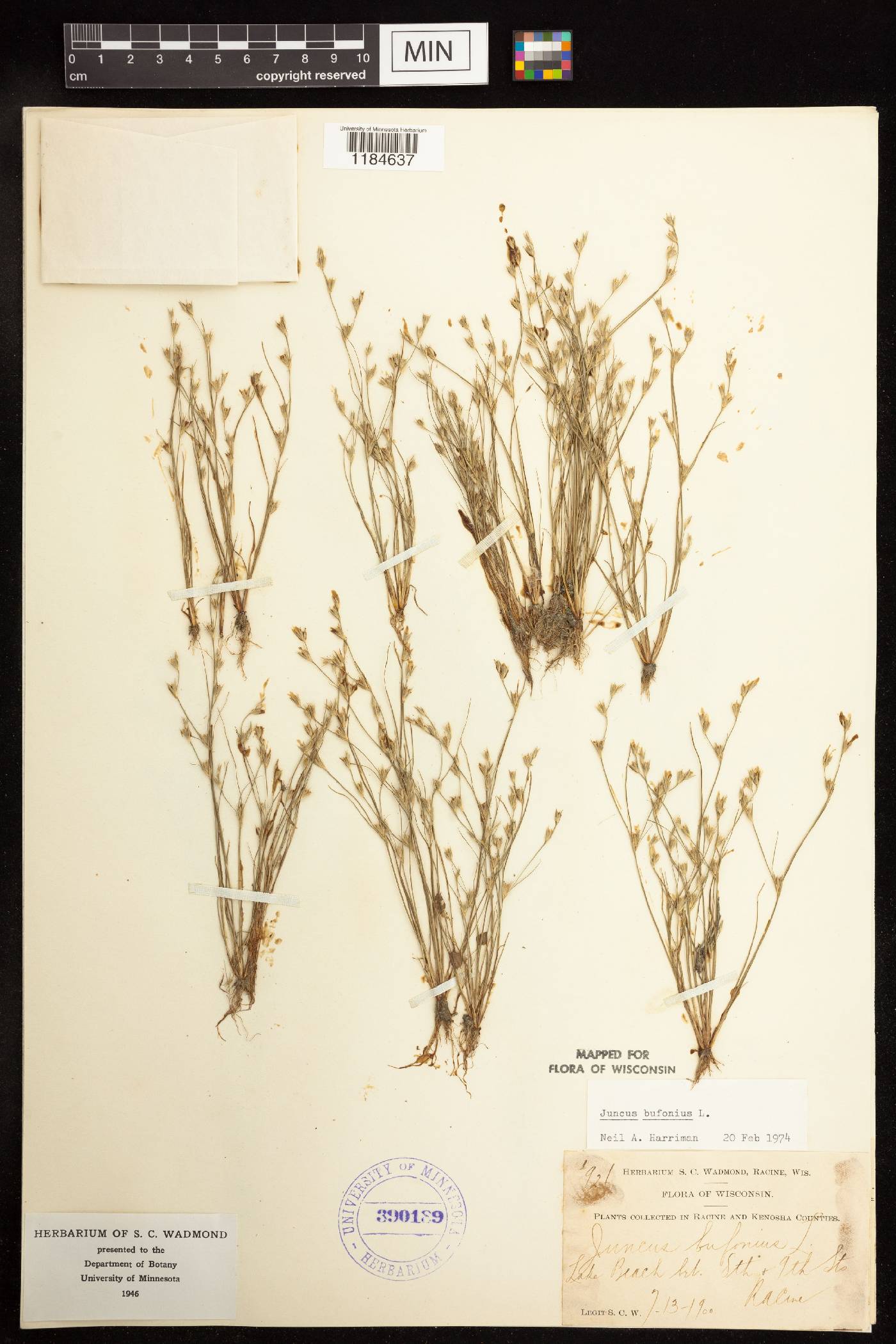 Juncus bufonius image