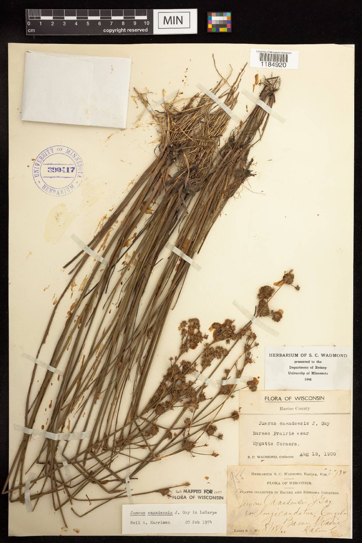 Juncus canadensis image