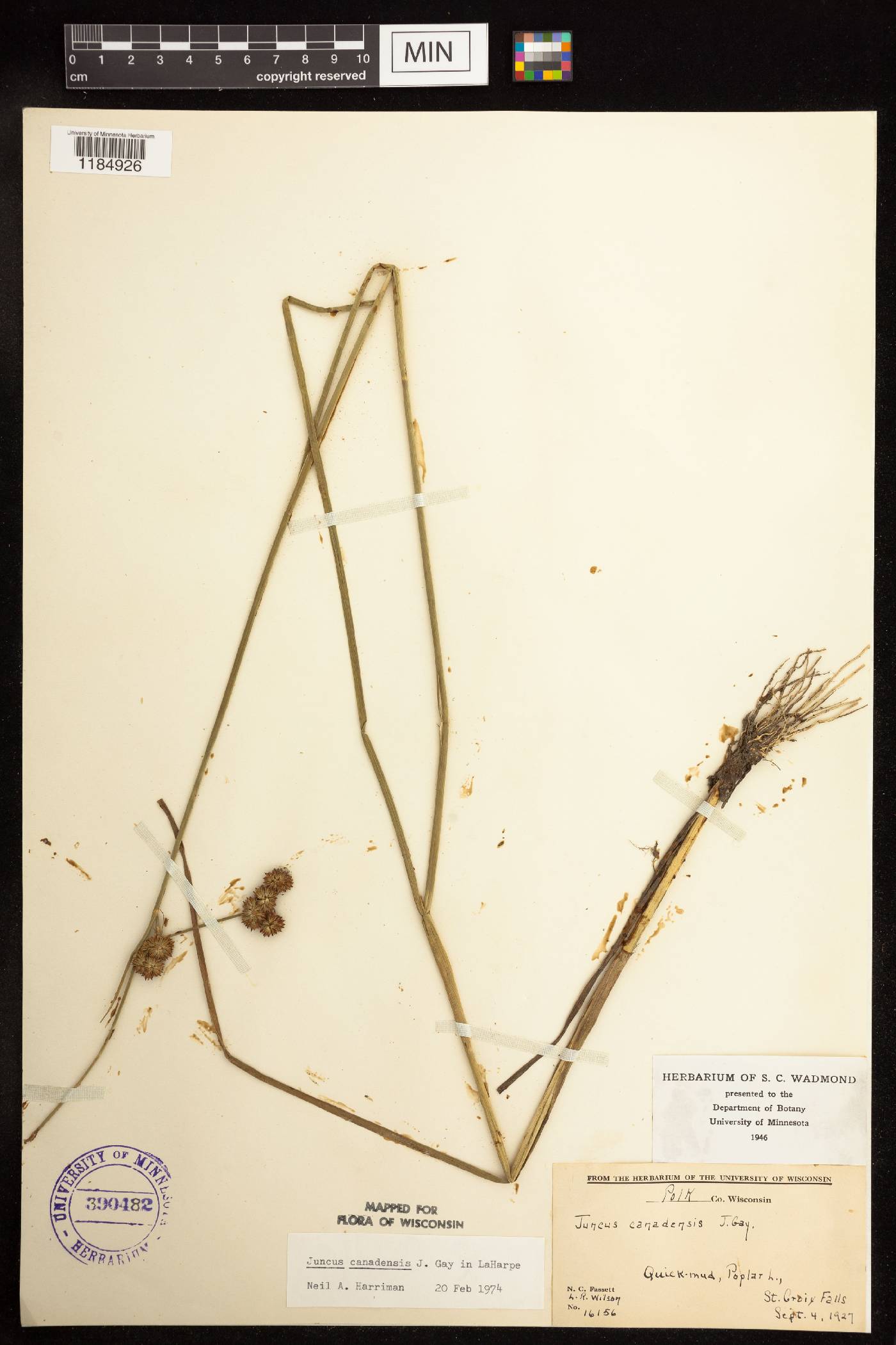 Juncus canadensis image