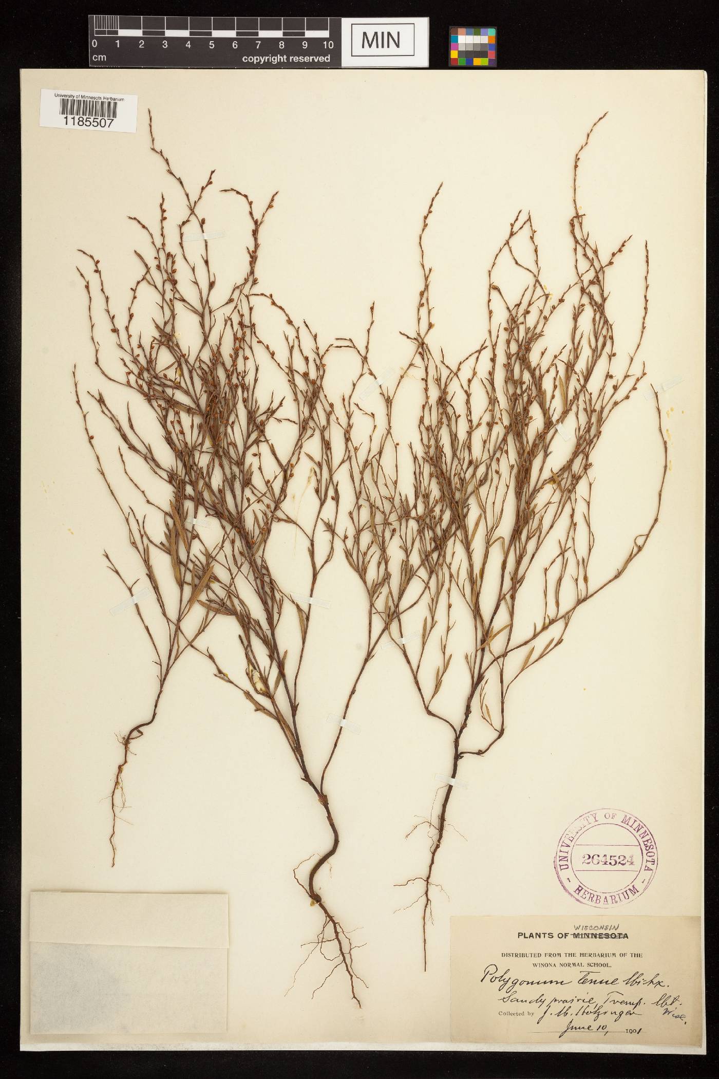 Polygonum tenue image