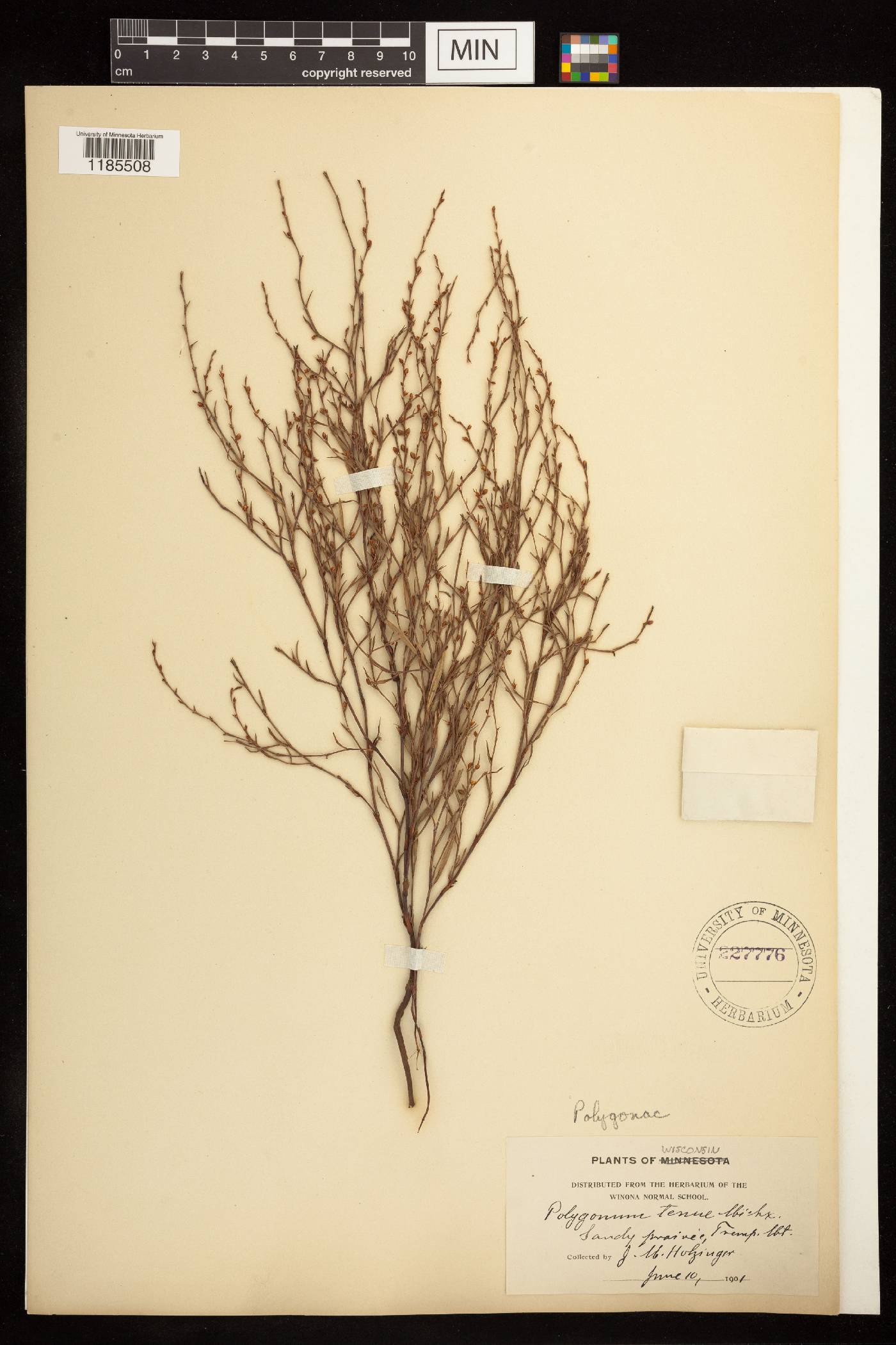 Polygonum tenue image
