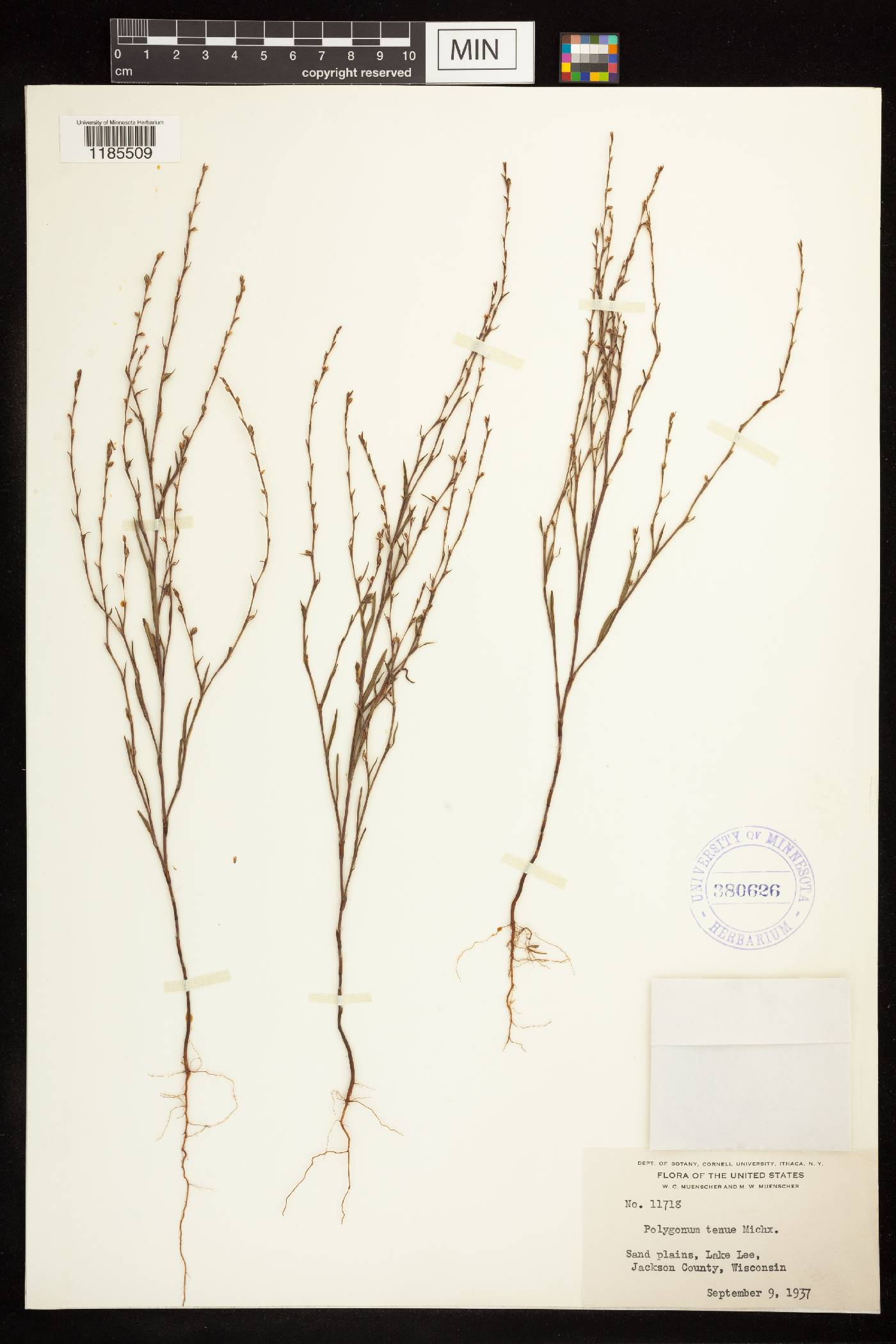 Polygonum tenue image