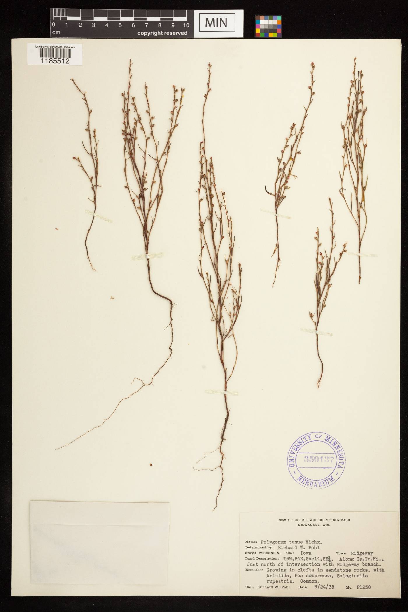 Polygonum tenue image