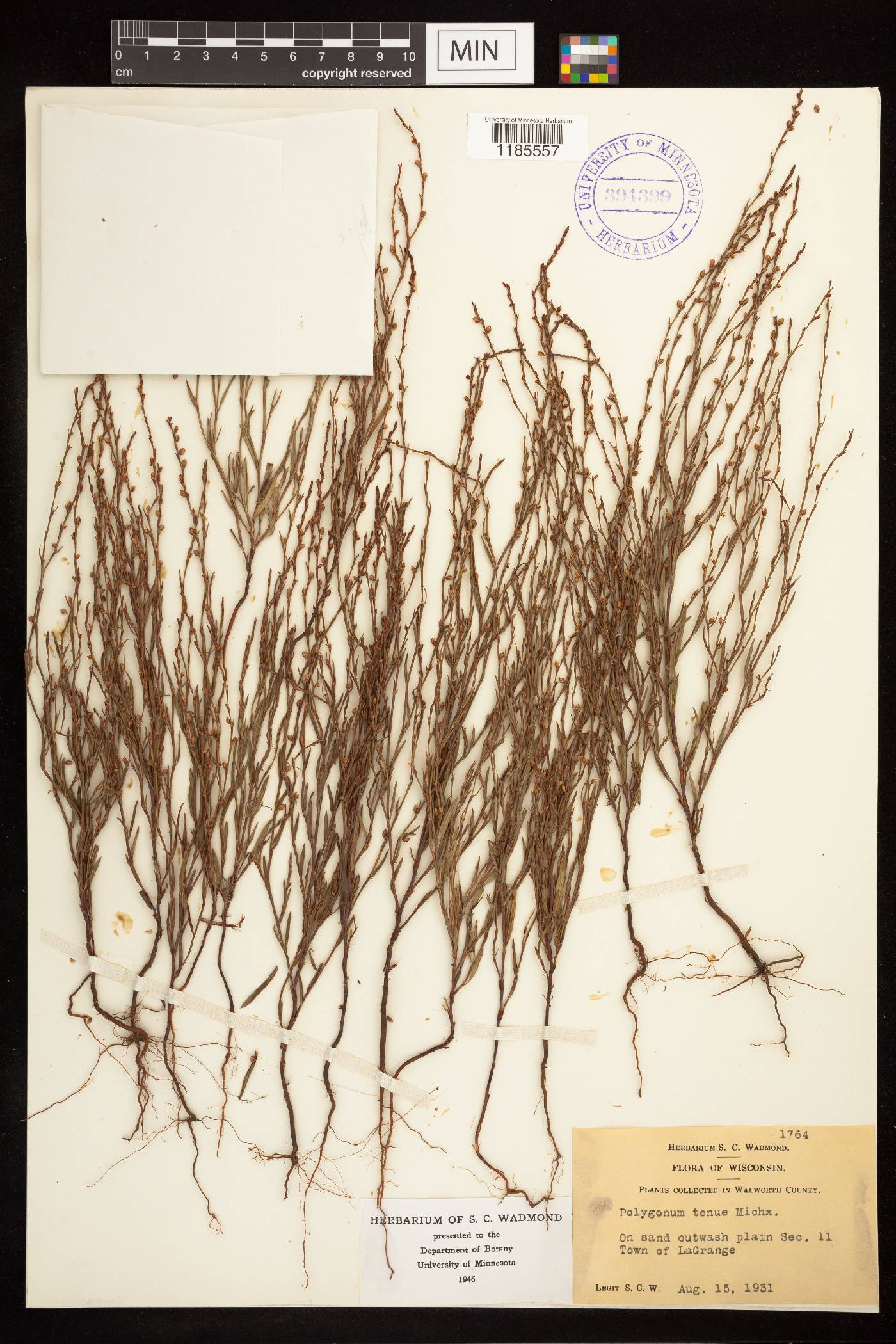 Polygonum tenue image