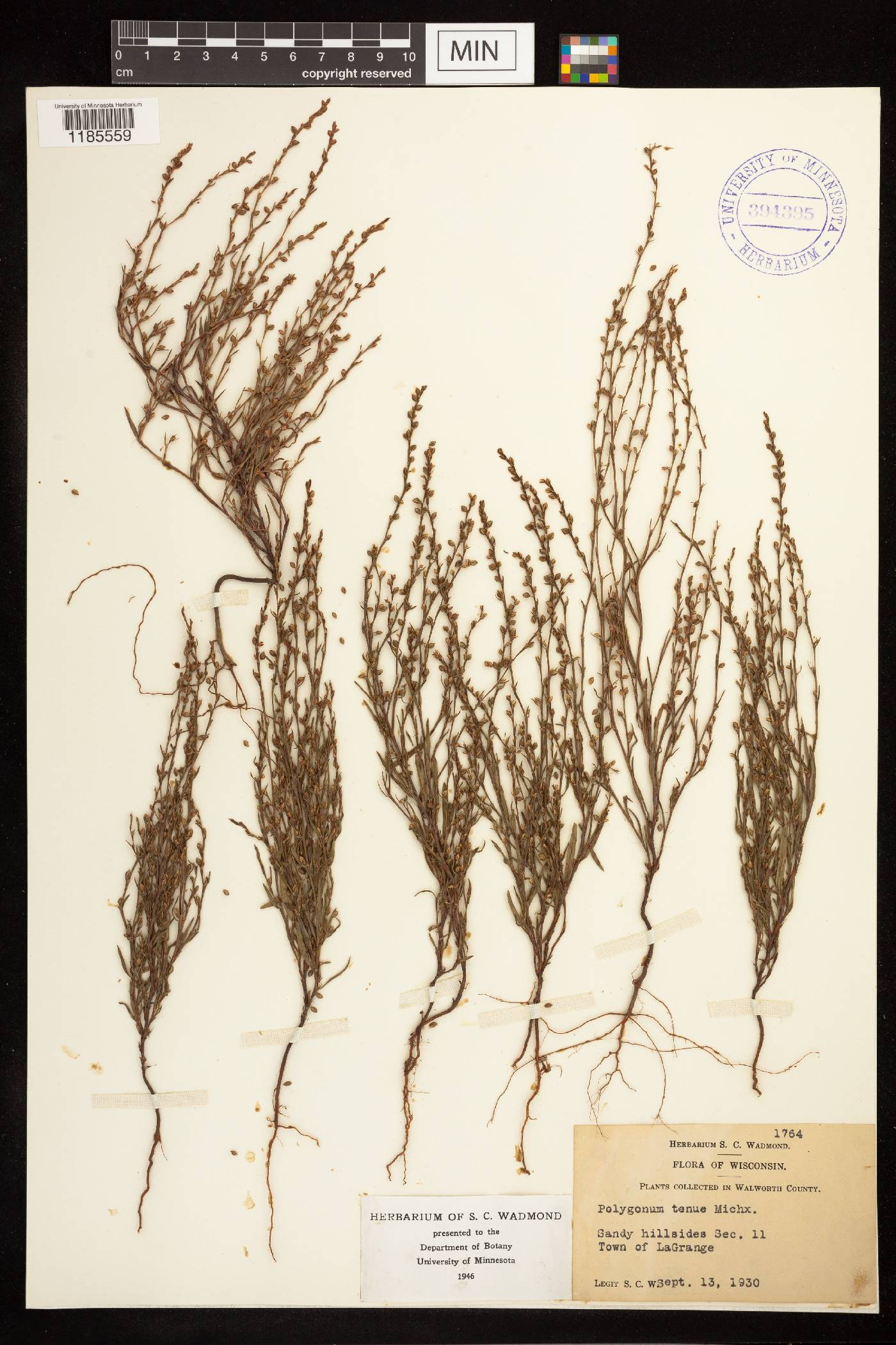 Polygonum tenue image
