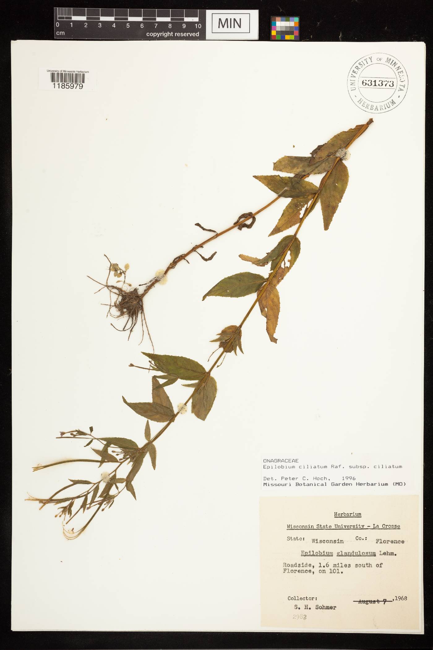 Epilobium ciliatum image