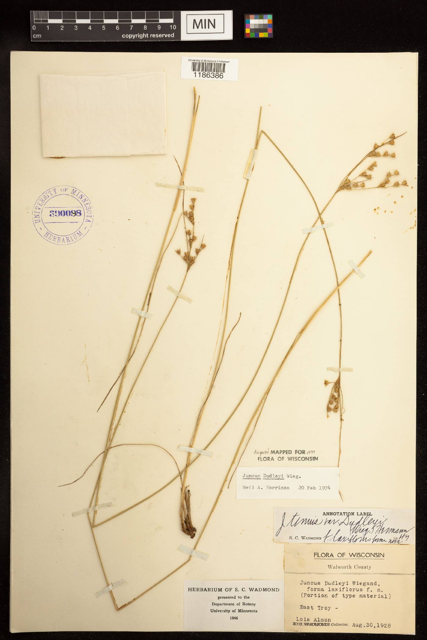 Juncus dudleyi image