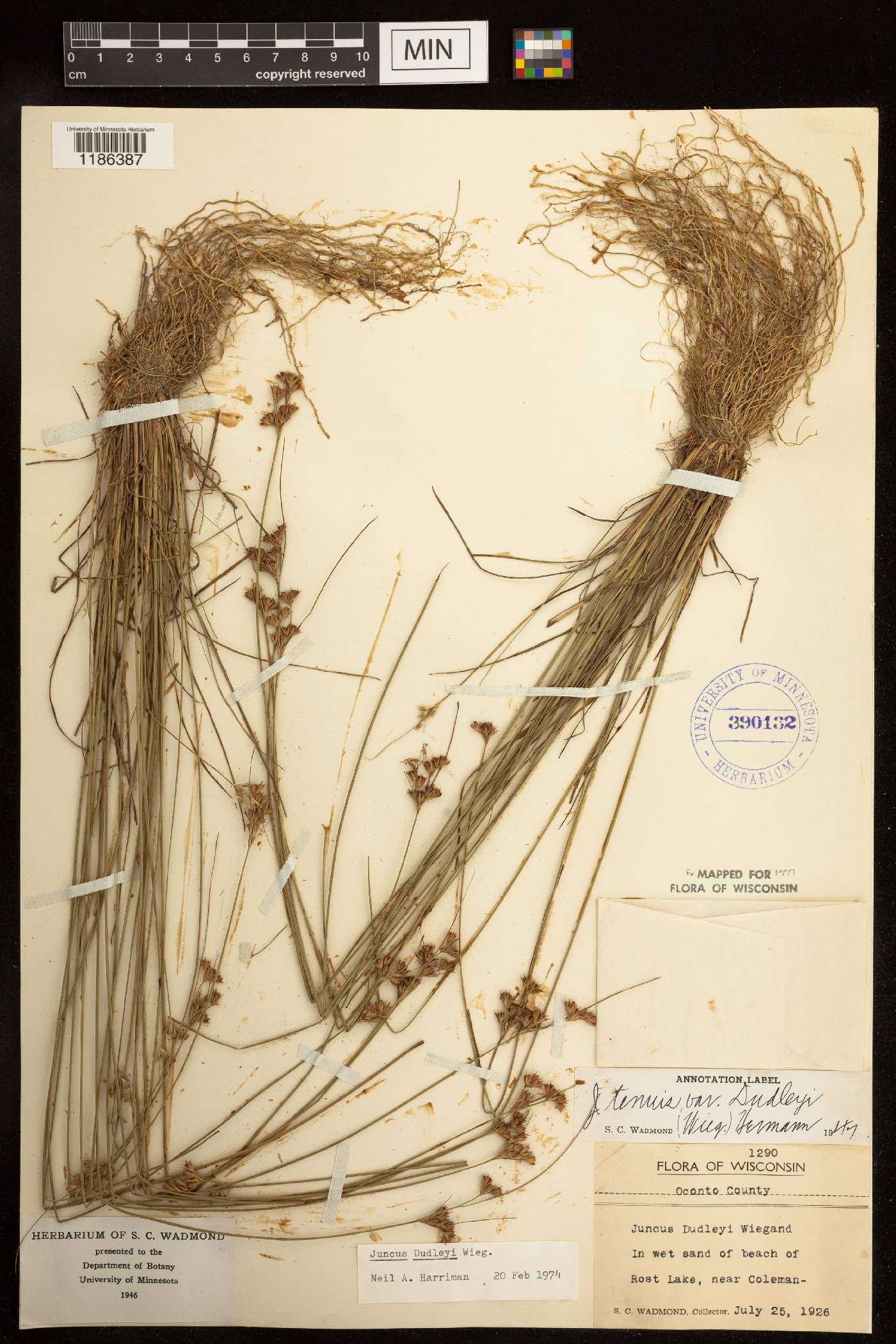 Juncus dudleyi image