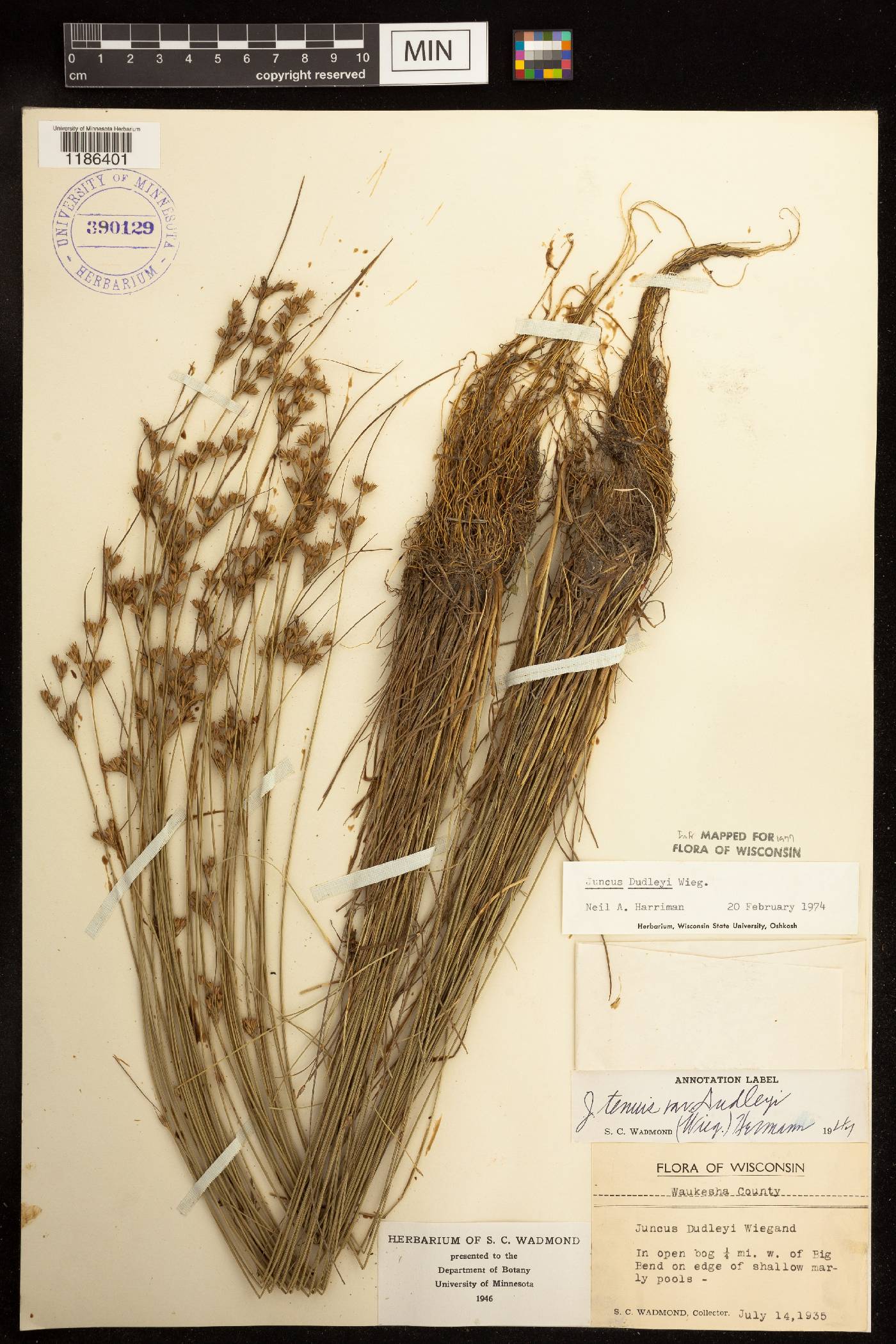 Juncus dudleyi image