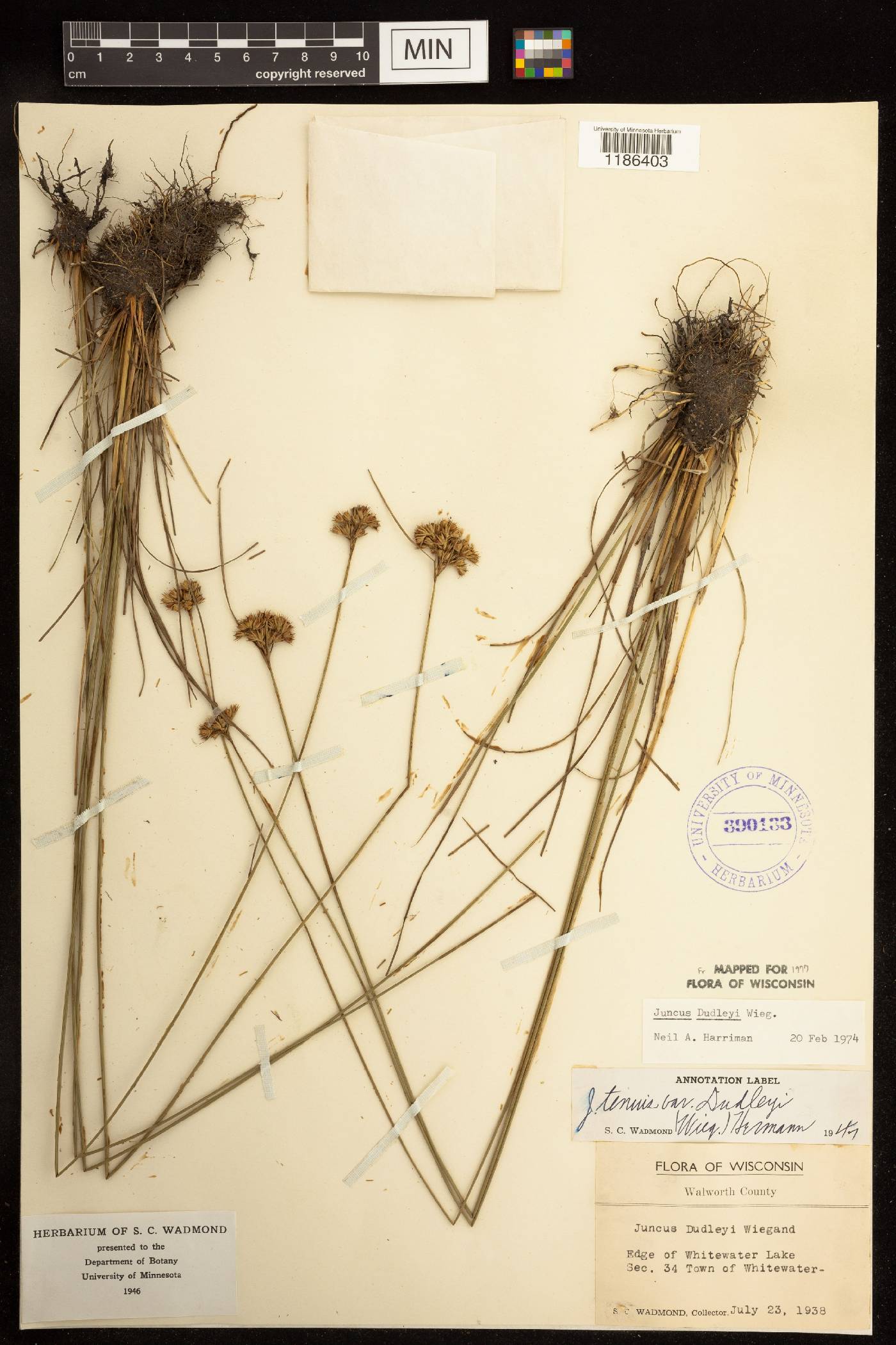 Juncus dudleyi image