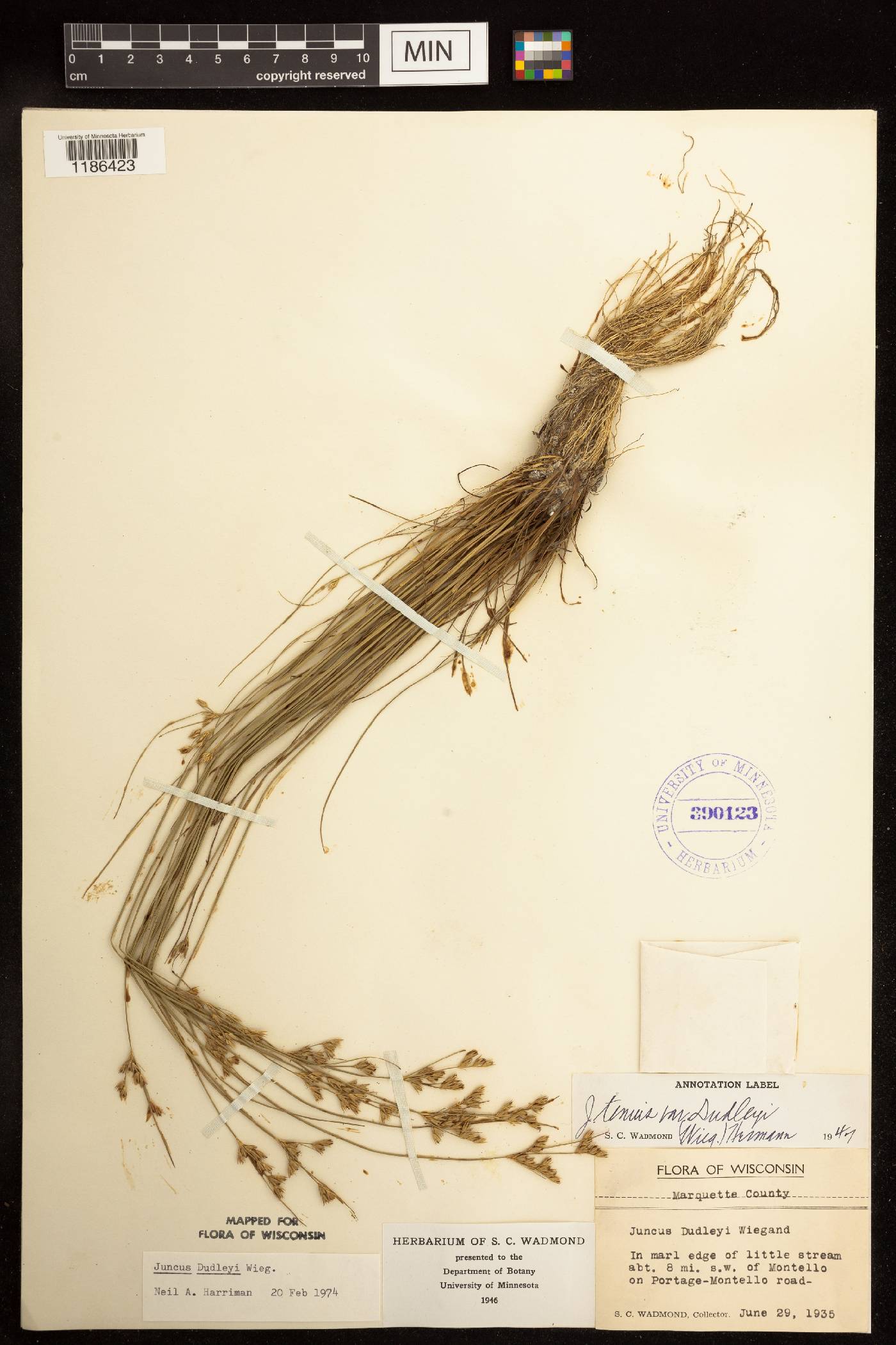Juncus dudleyi image