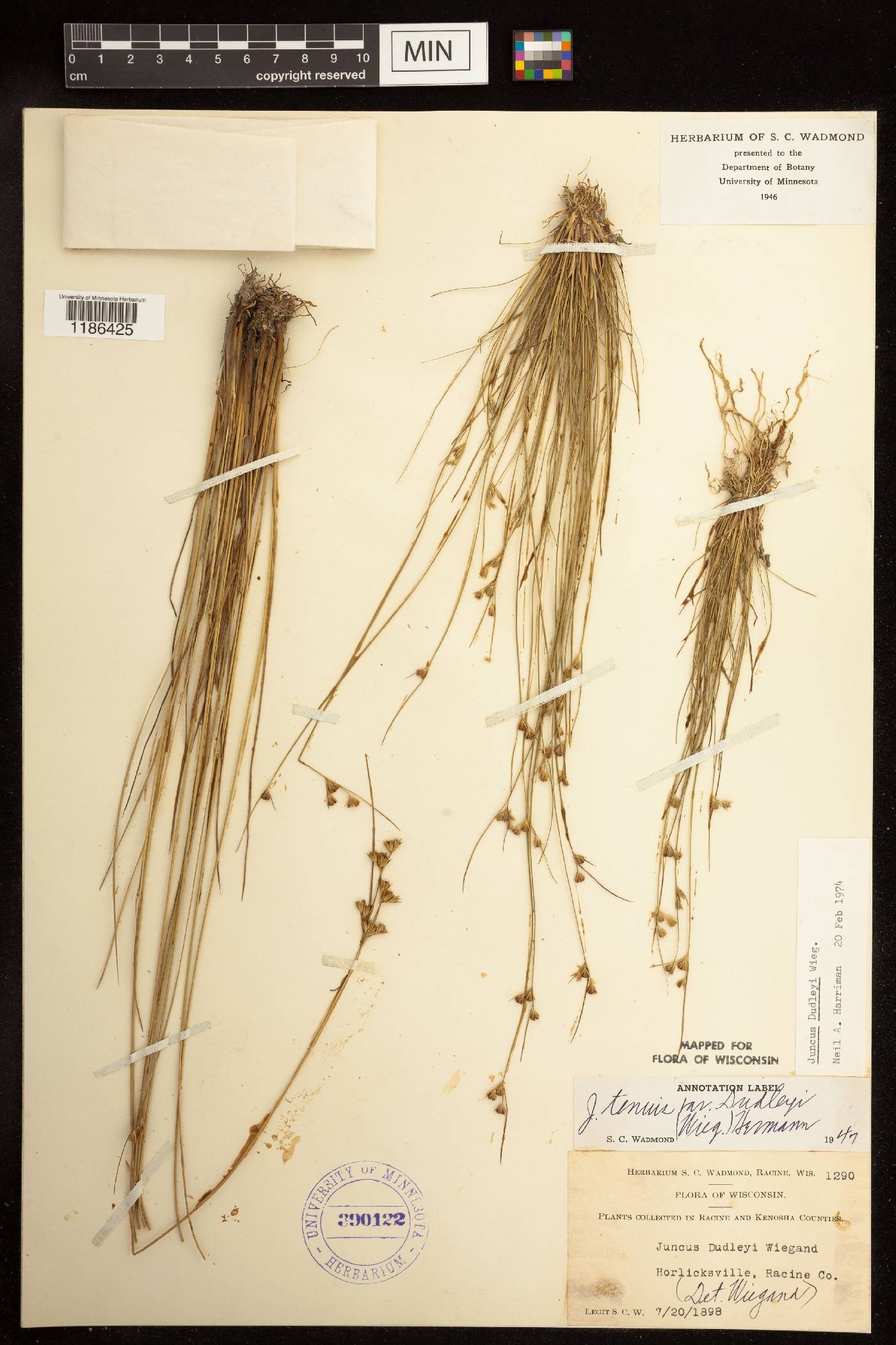 Juncus dudleyi image