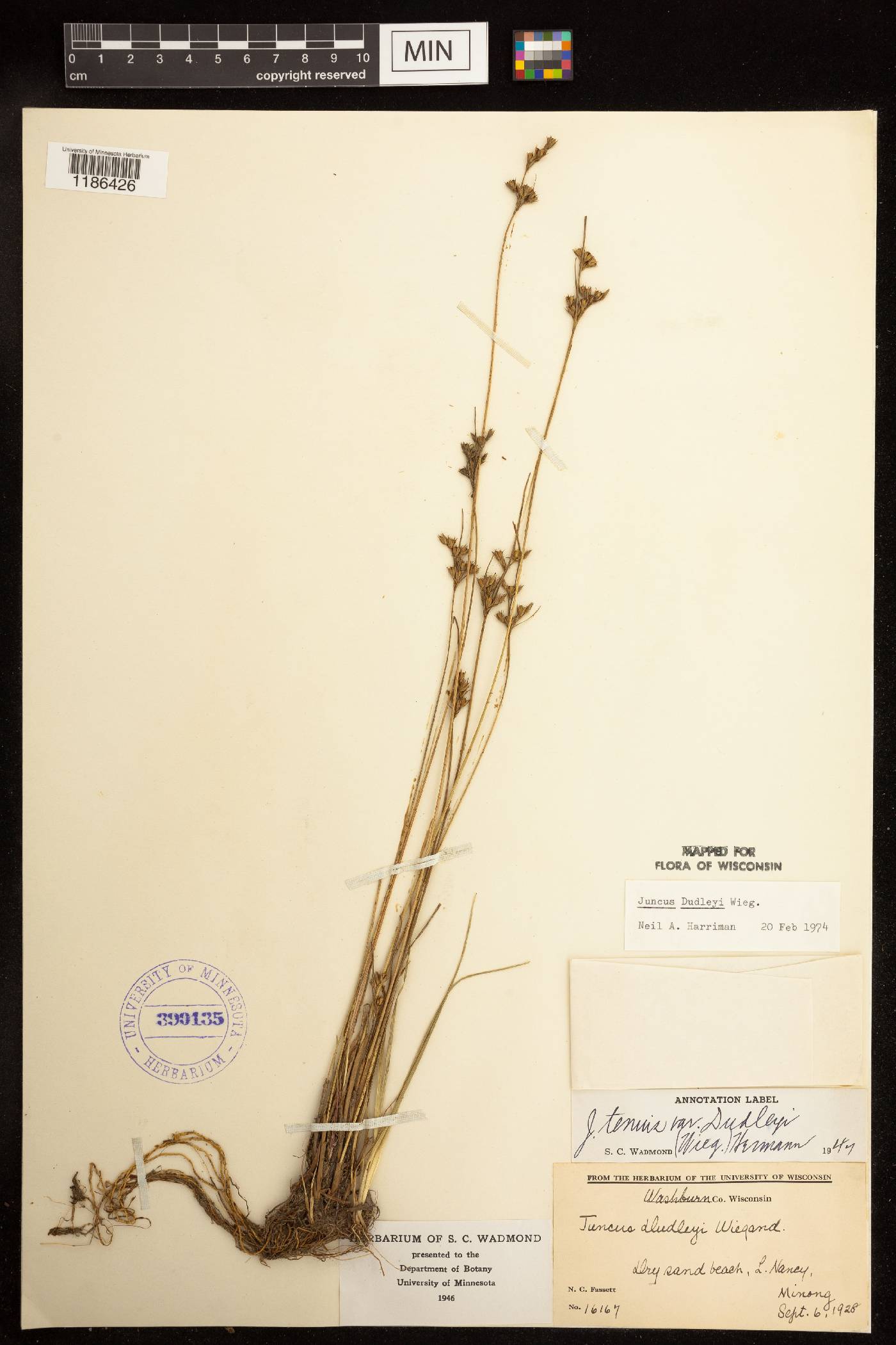 Juncus dudleyi image