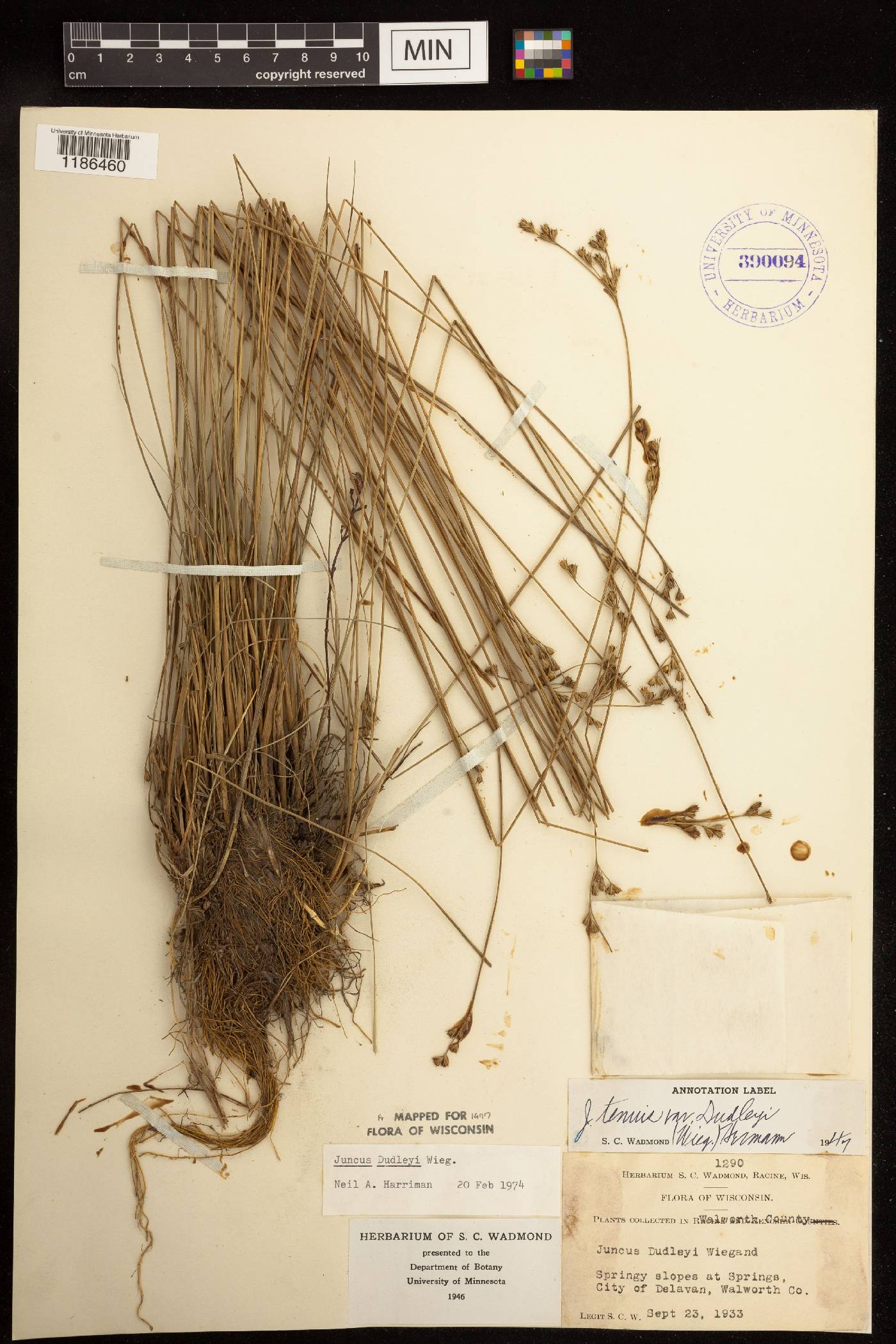 Juncus dudleyi image