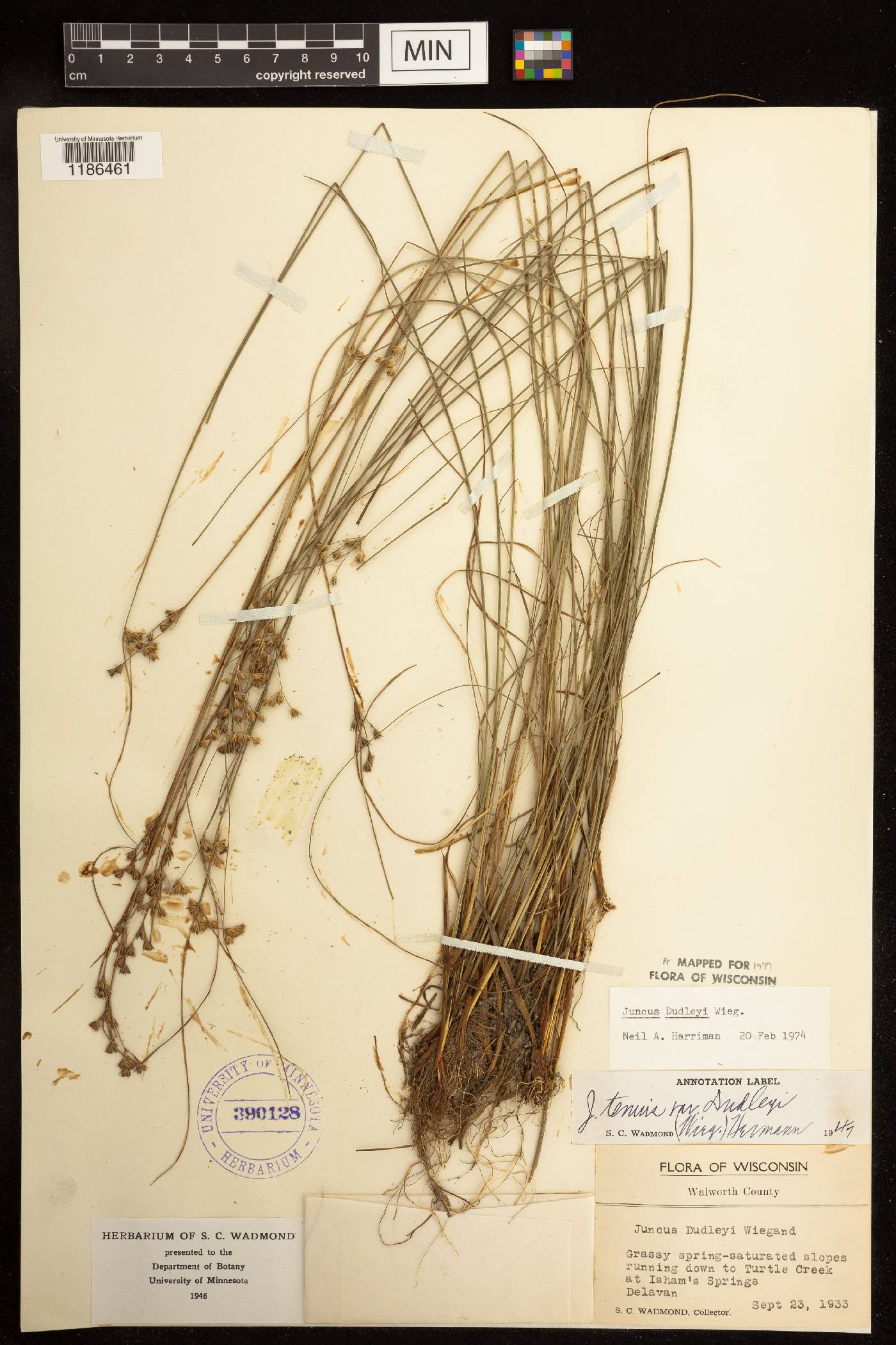 Juncus dudleyi image