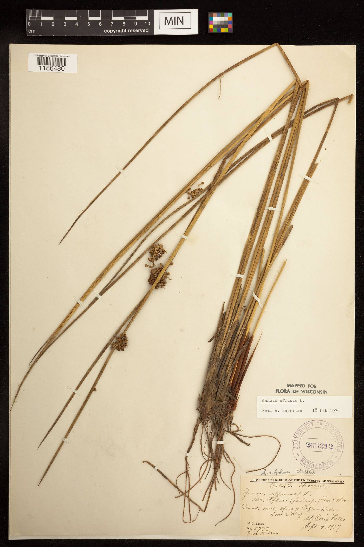 Juncus effusus image