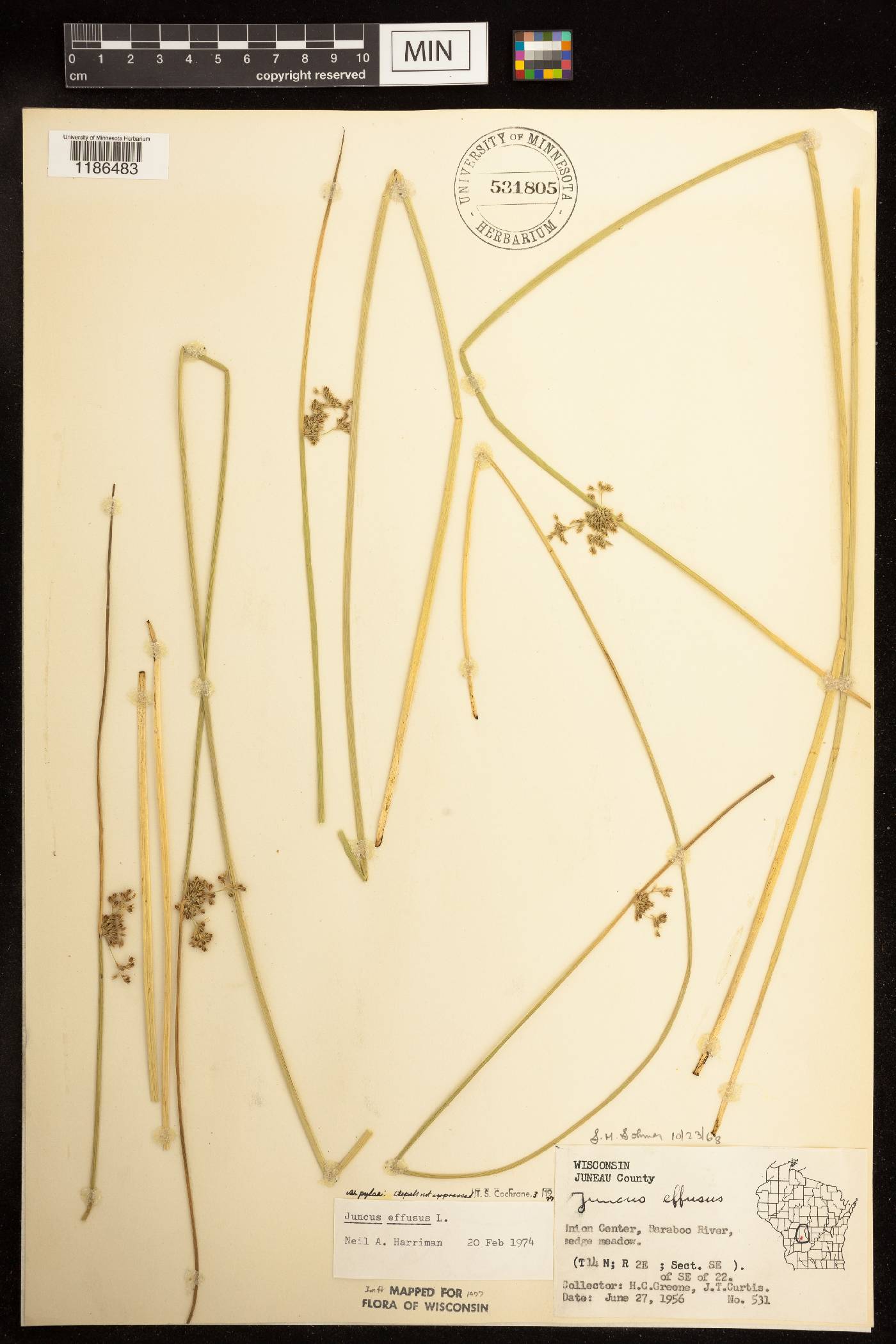 Juncus effusus image