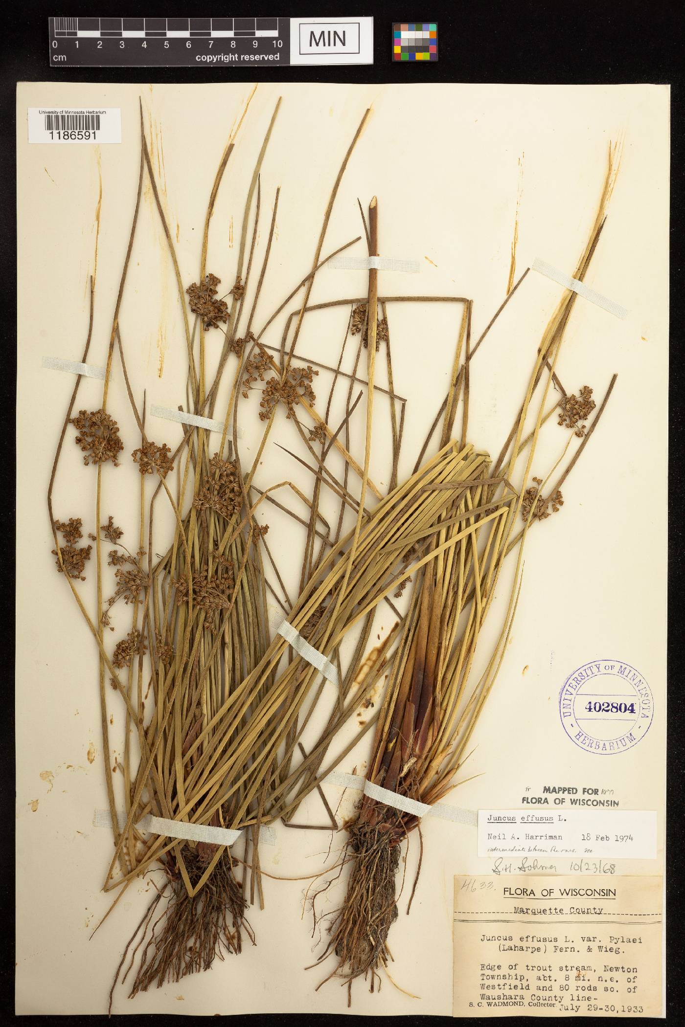 Juncus effusus image