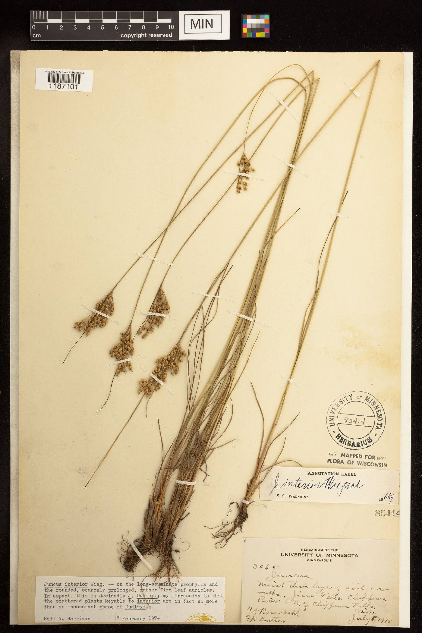 Juncus interior image