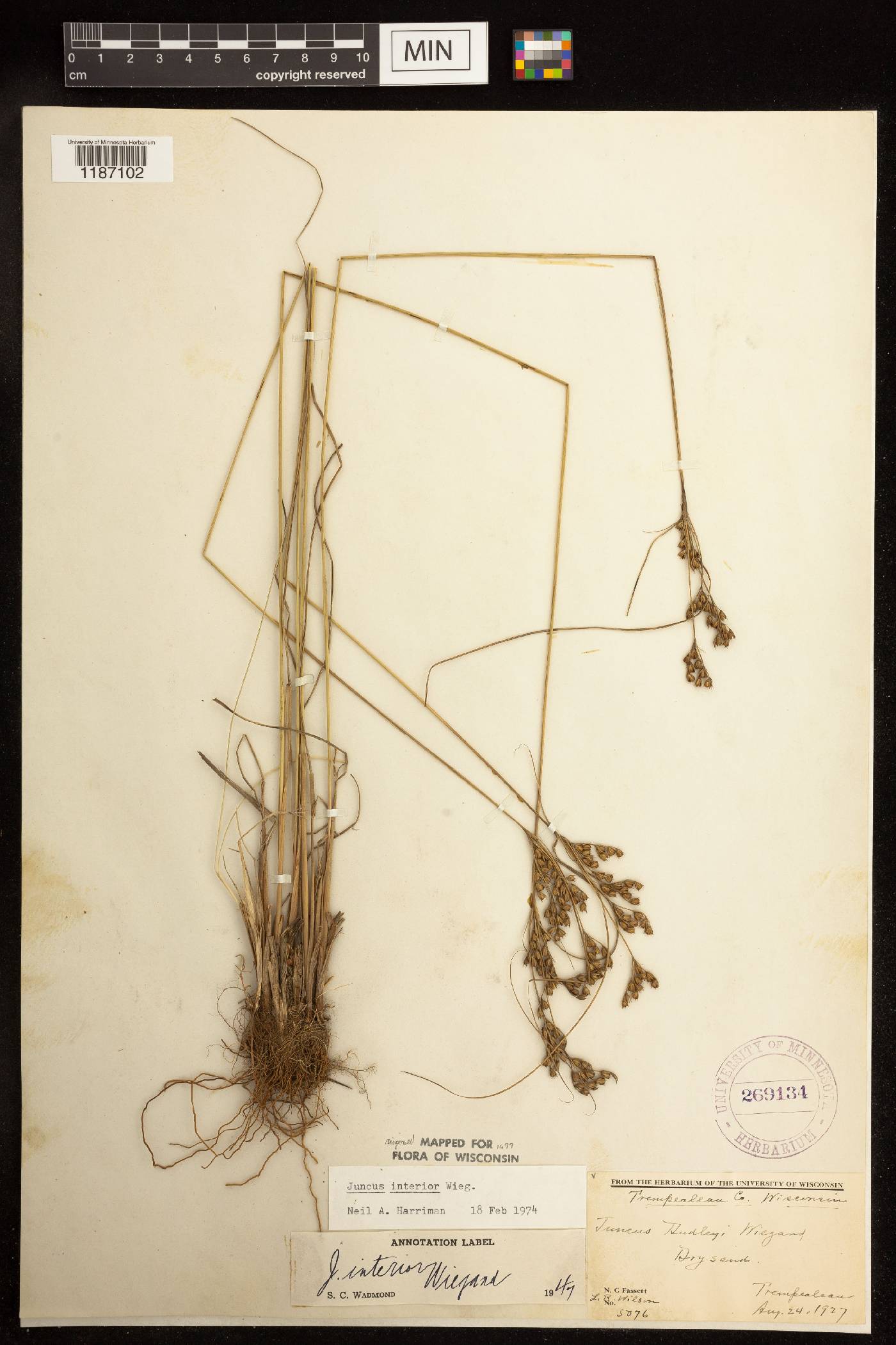 Juncus interior image