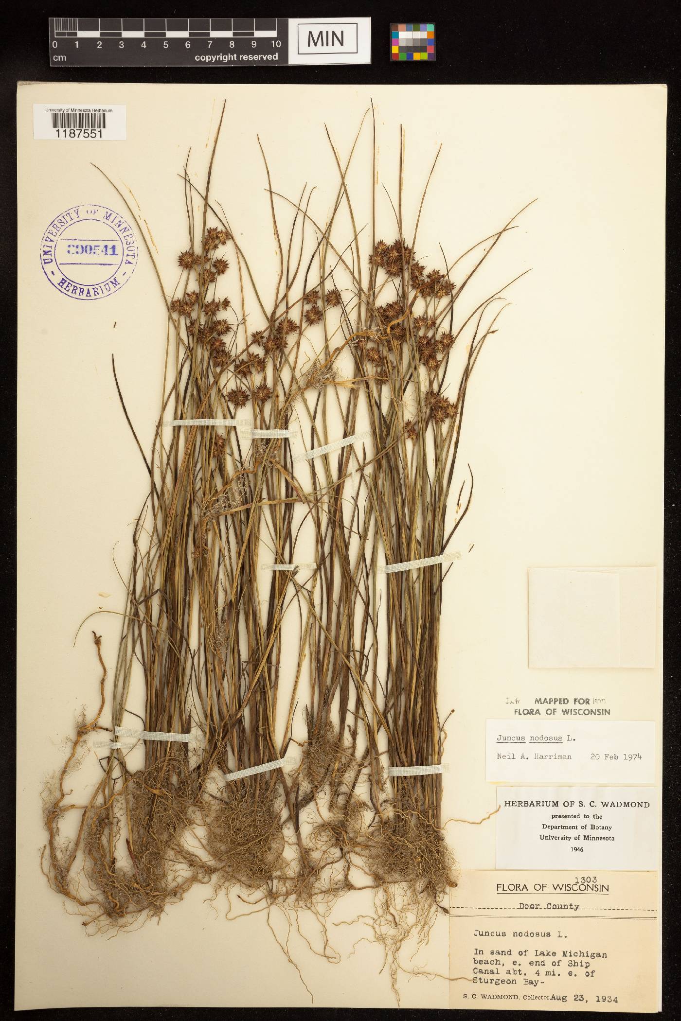 Juncus nodosus image