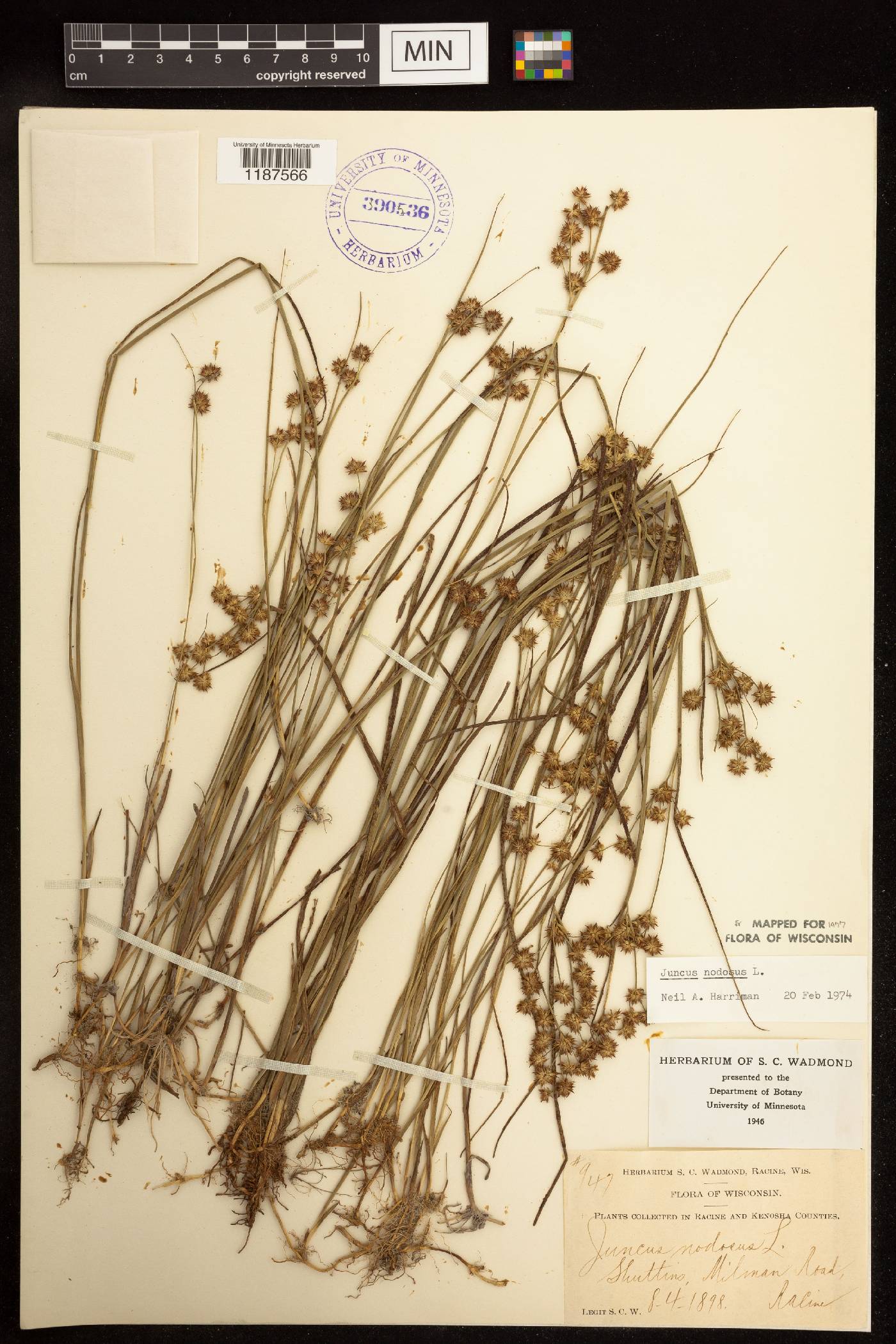 Juncus nodosus image