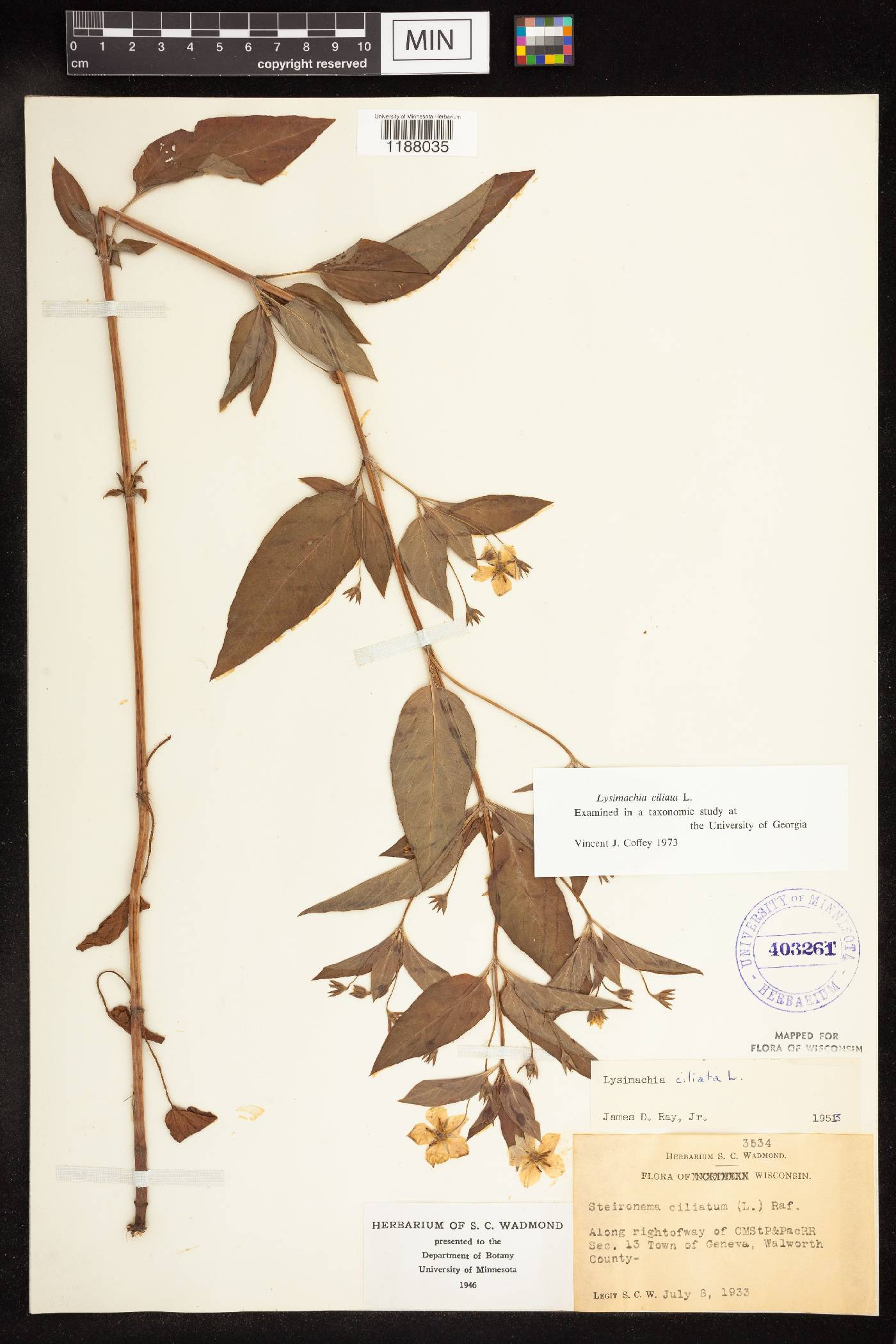Lysimachia ciliata image