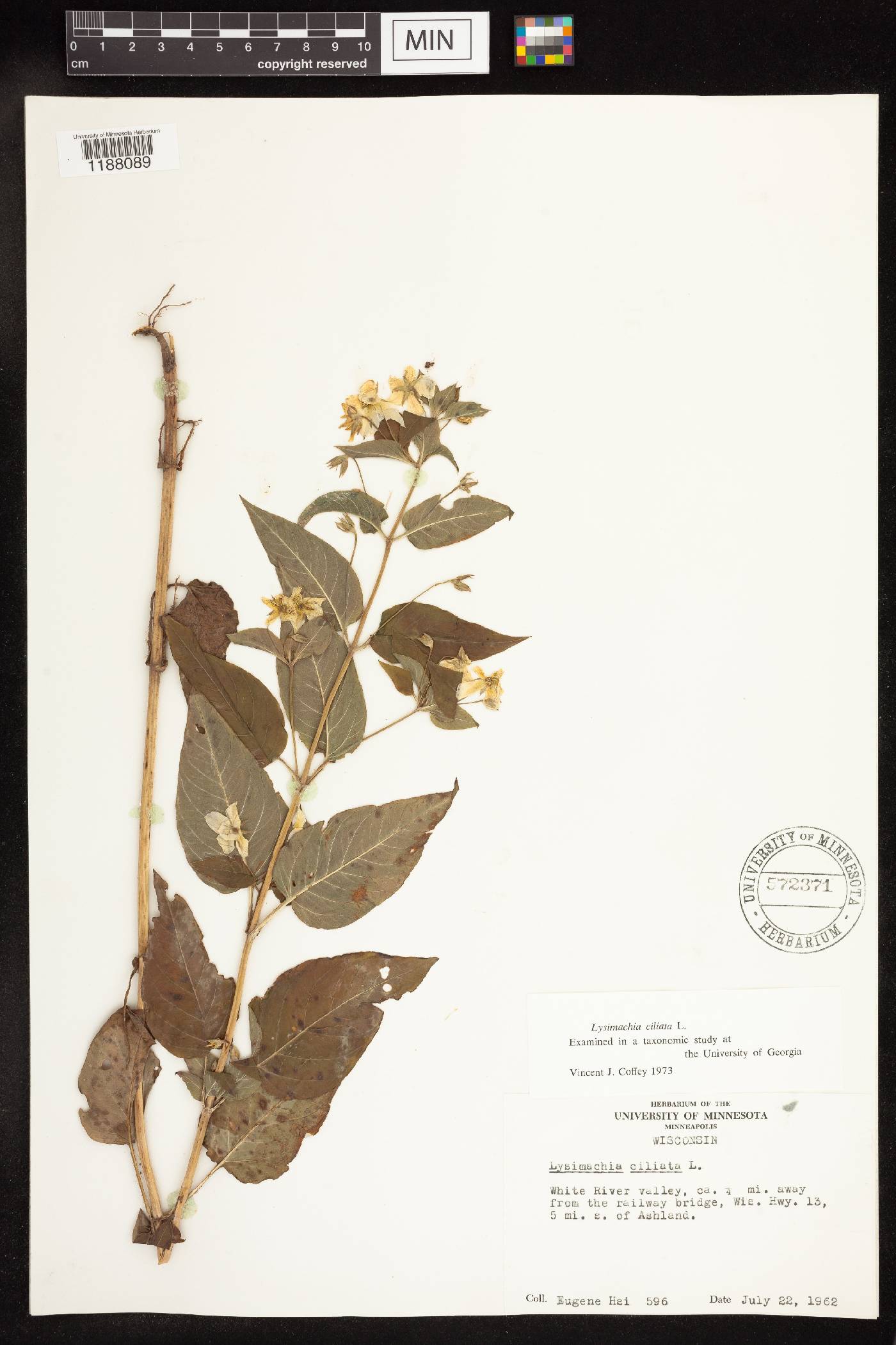 Lysimachia ciliata image