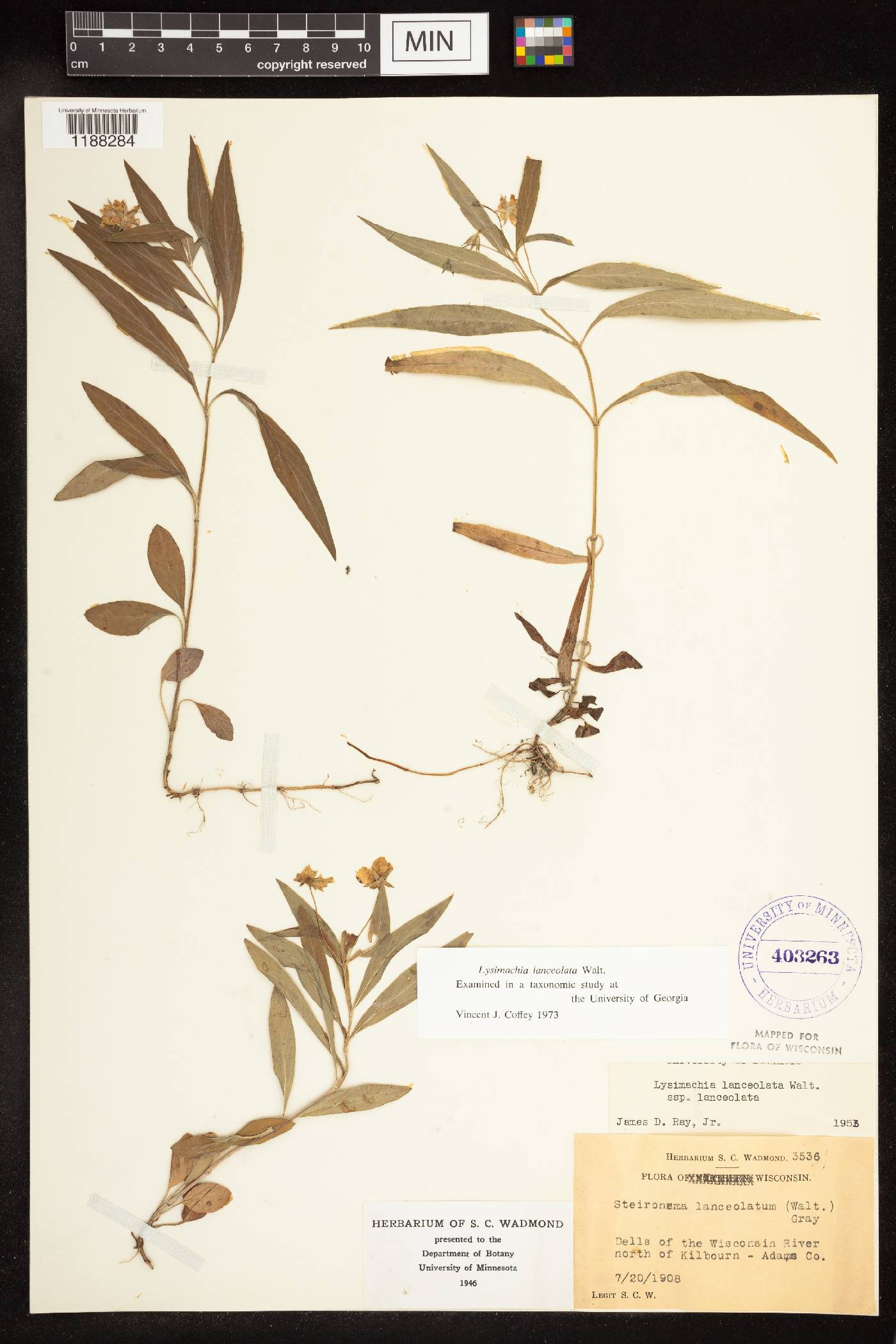 Lysimachia hybrida image