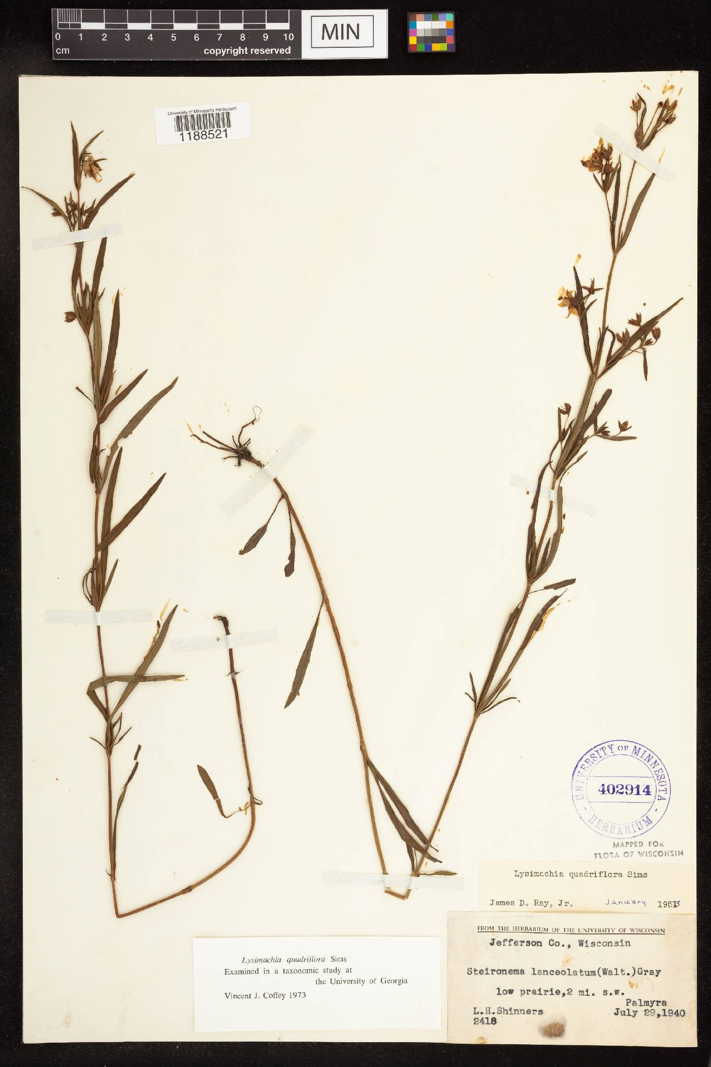 Lysimachia quadriflora image