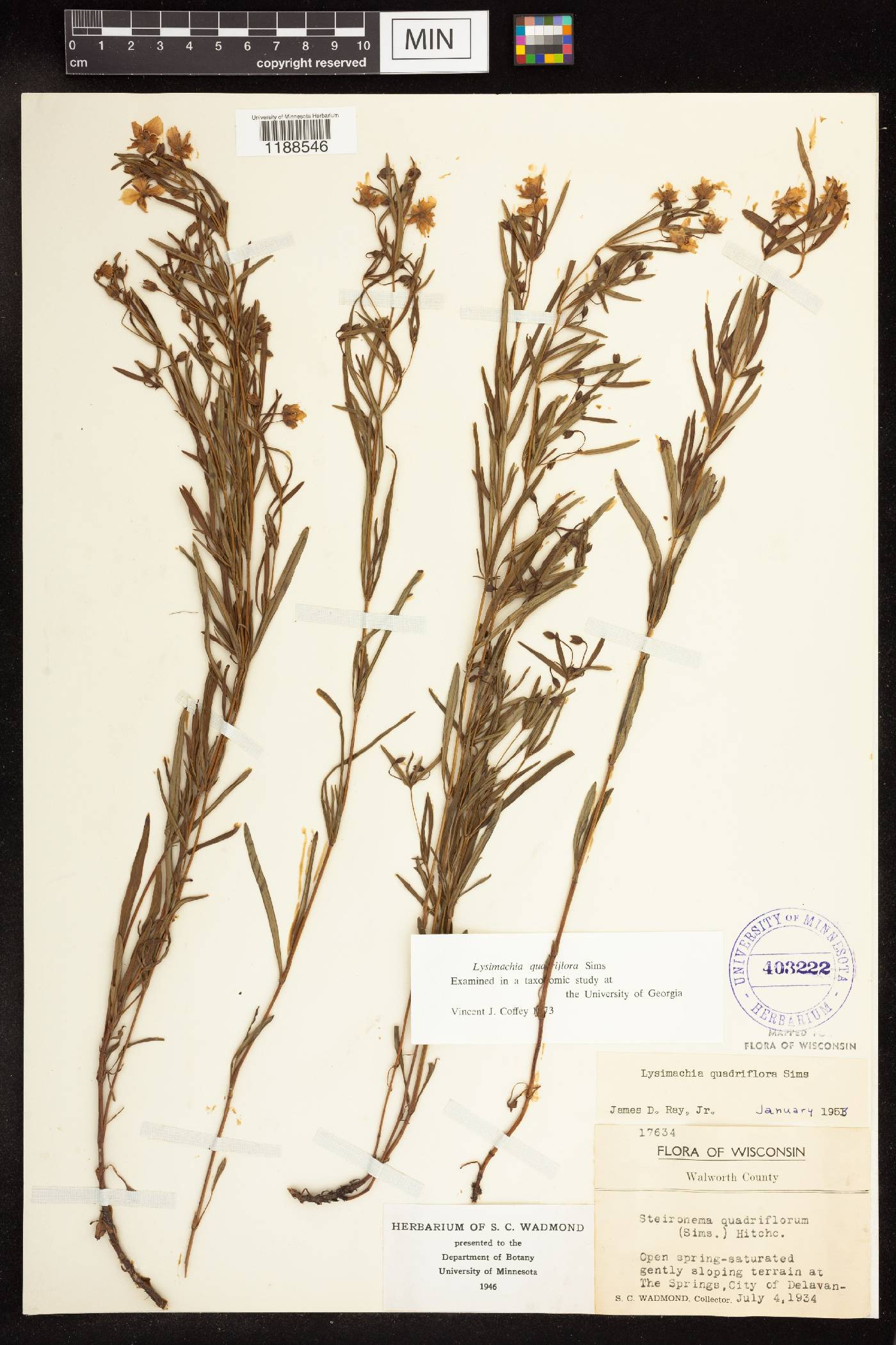 Lysimachia quadriflora image