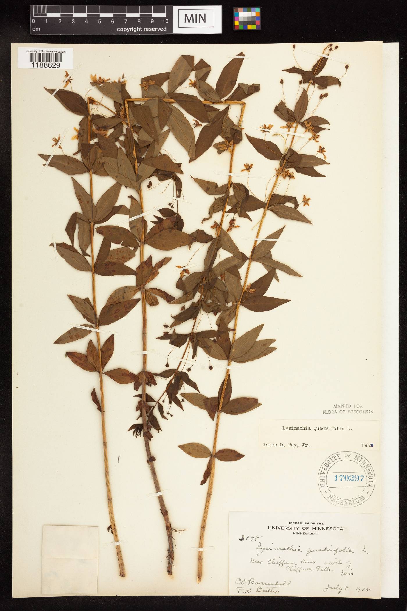 Lysimachia quadrifolia image