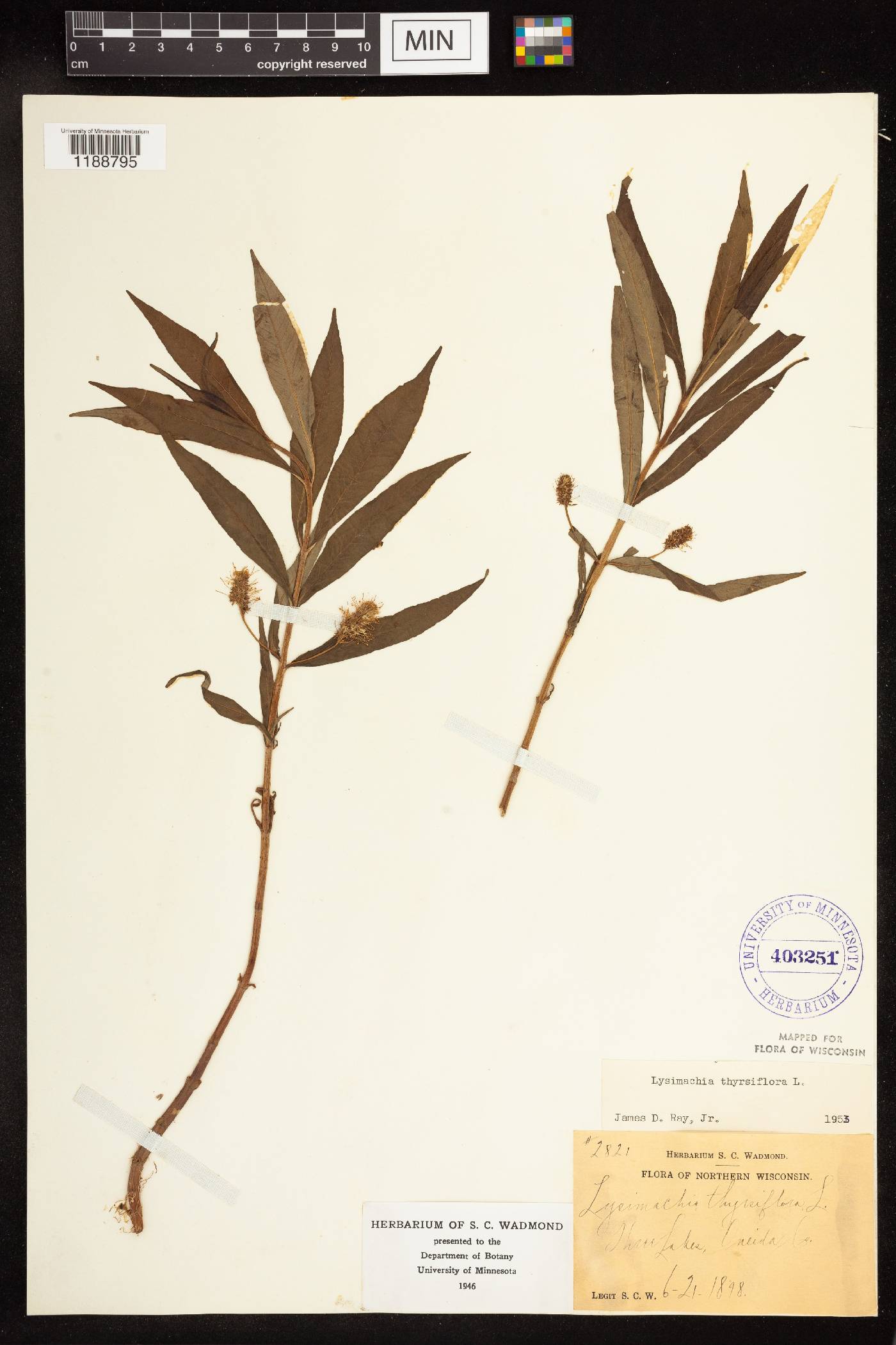 Lysimachia thyrsiflora image