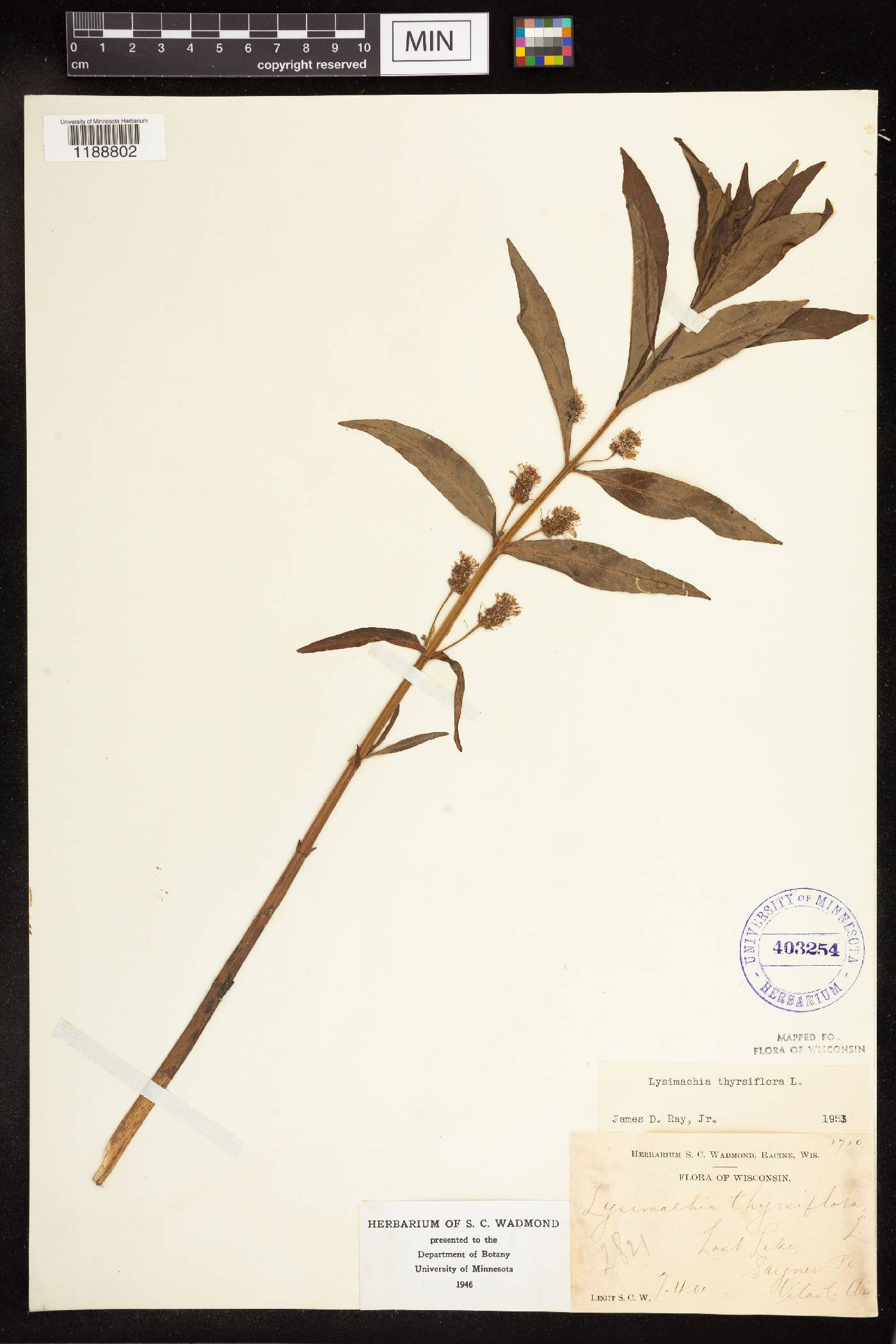Lysimachia thyrsiflora image